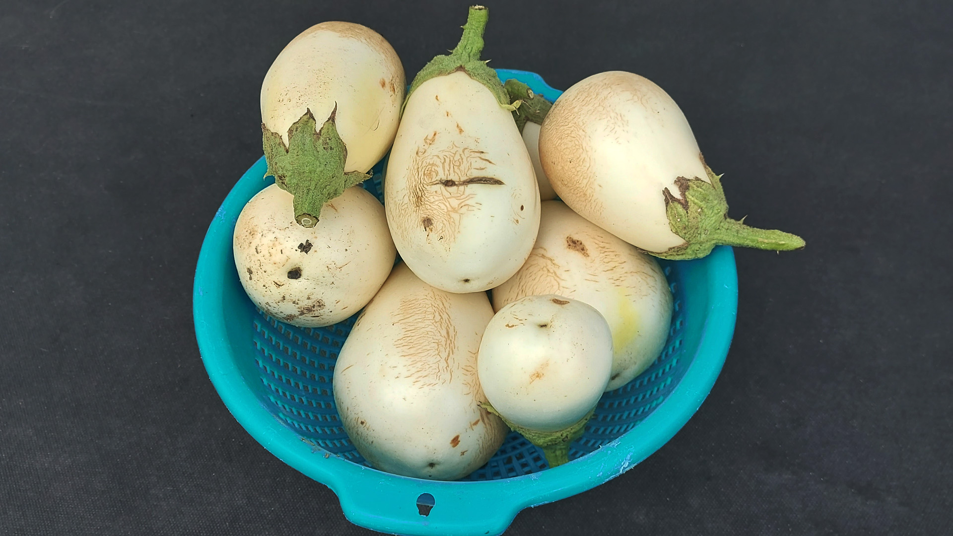 Image Aubergines Rondes Blanches