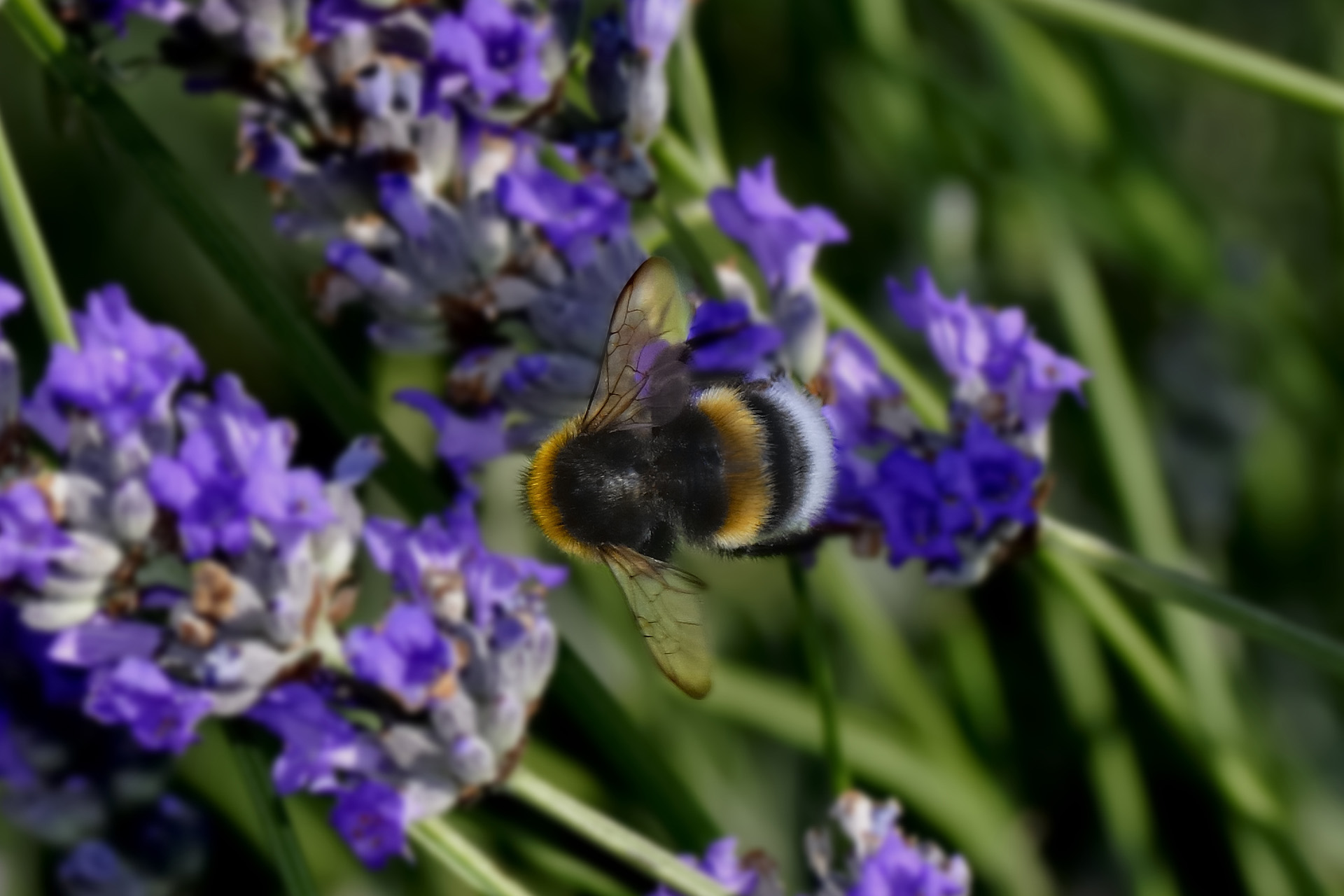Abeille 001