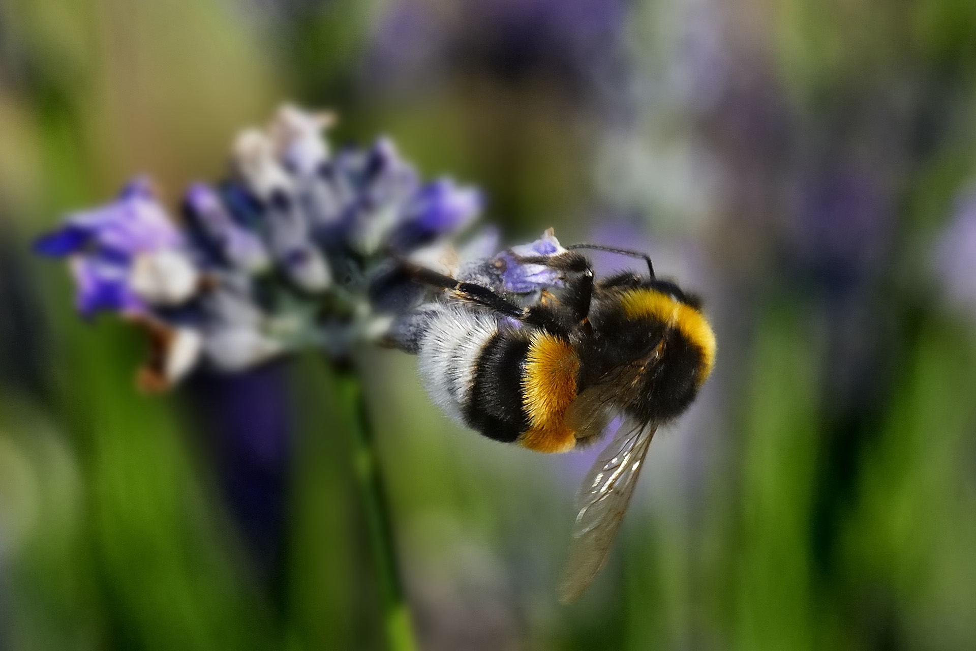 Abeille 002