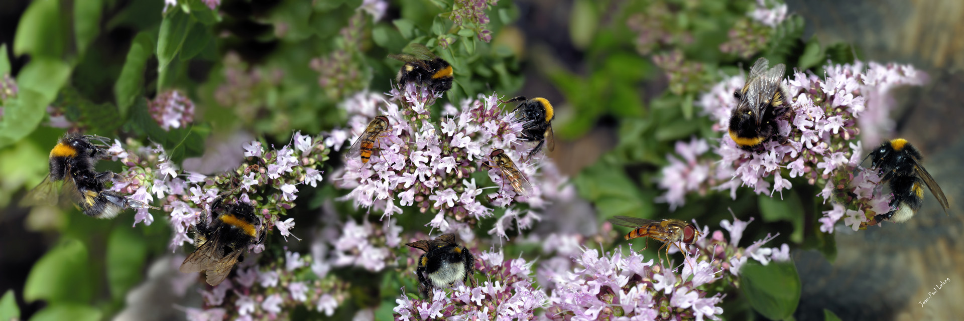Abeilles