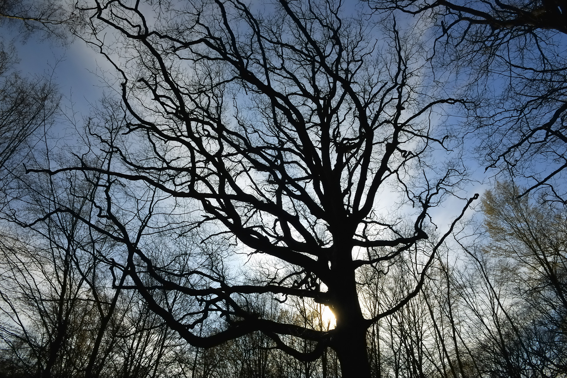 Arbre contre jour