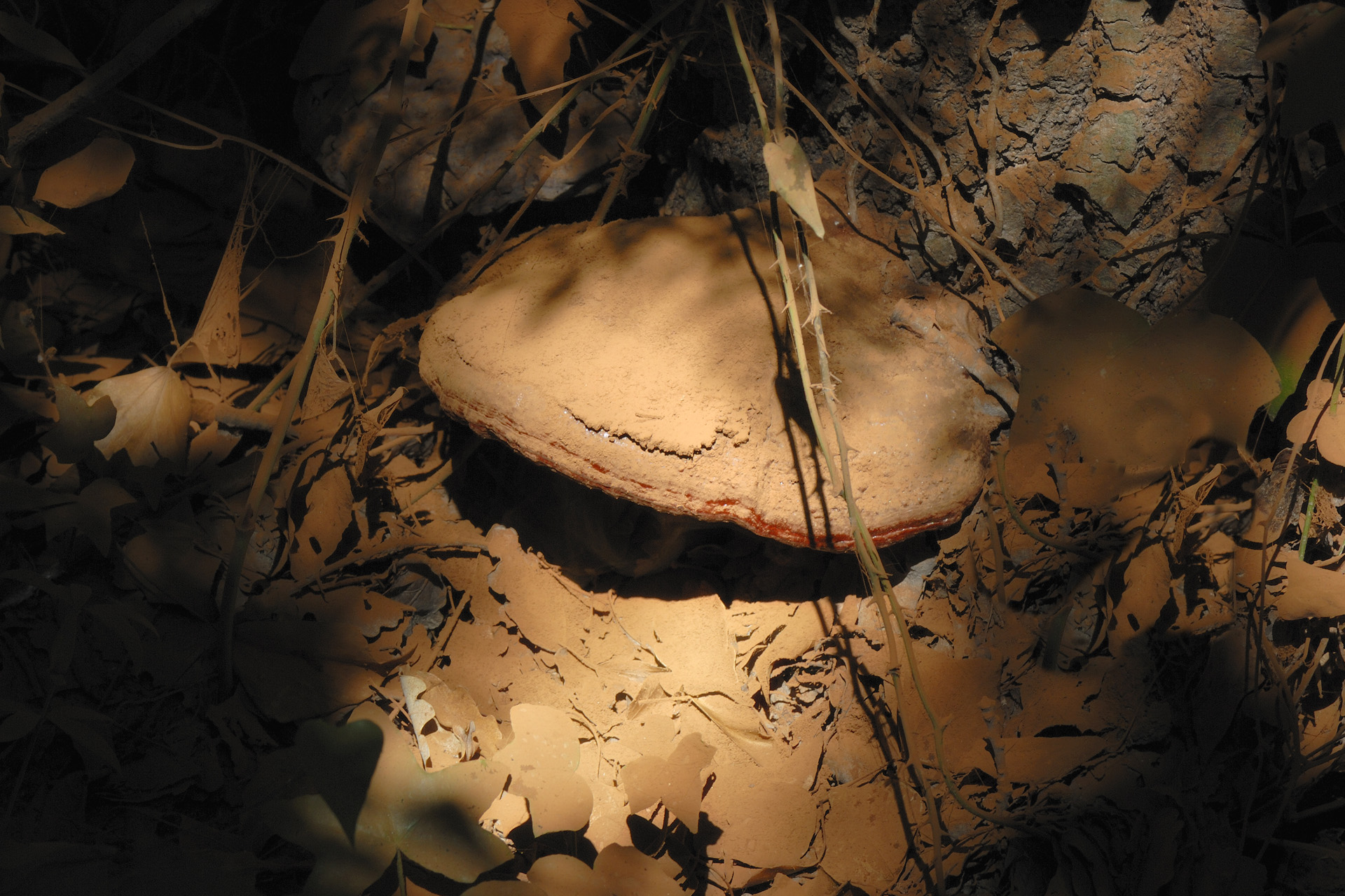 Champignon 001