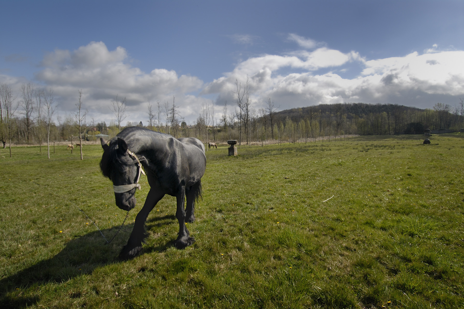 Cheval