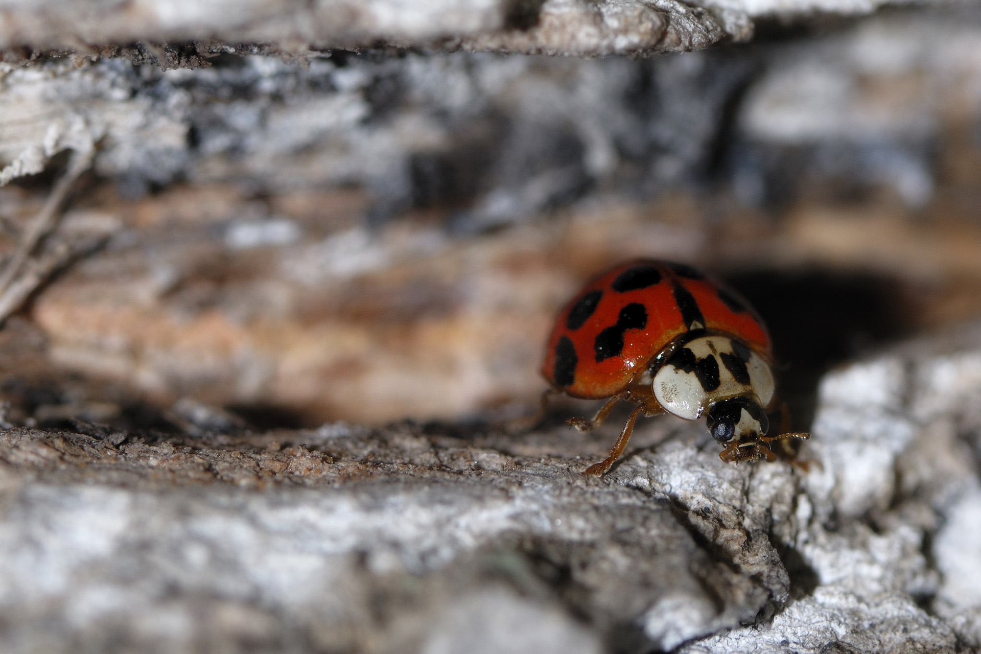 Coccinele 001