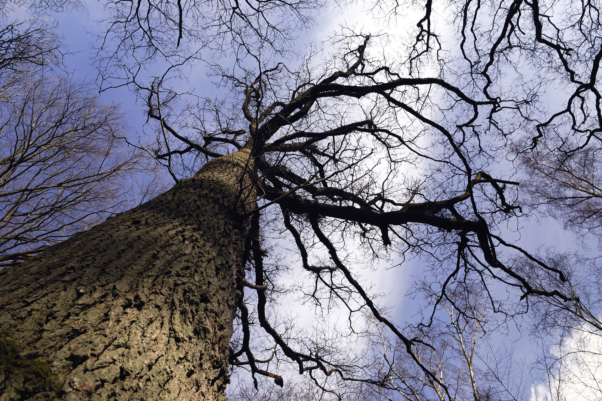 Contre plongee Arbre