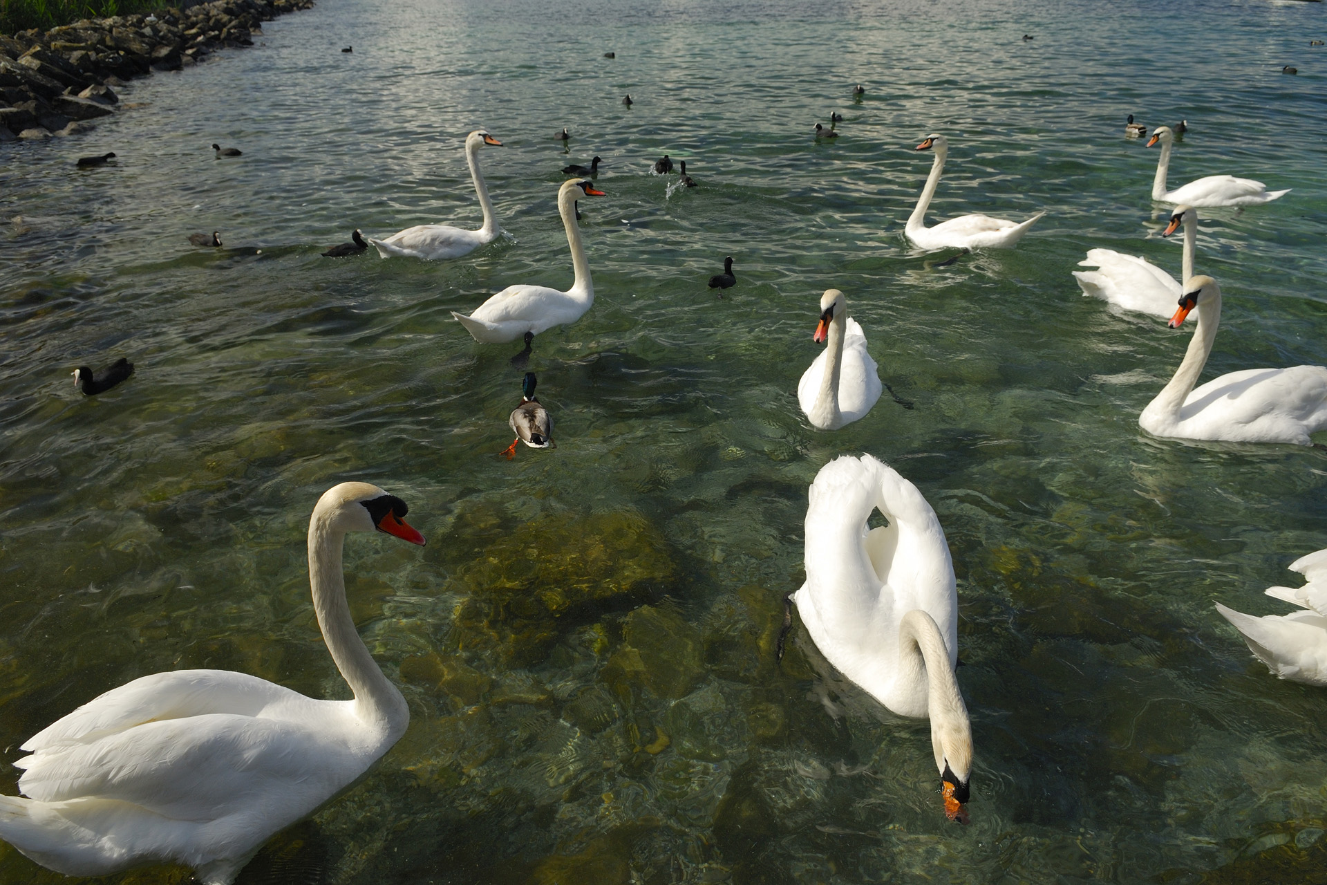 Cygne 001