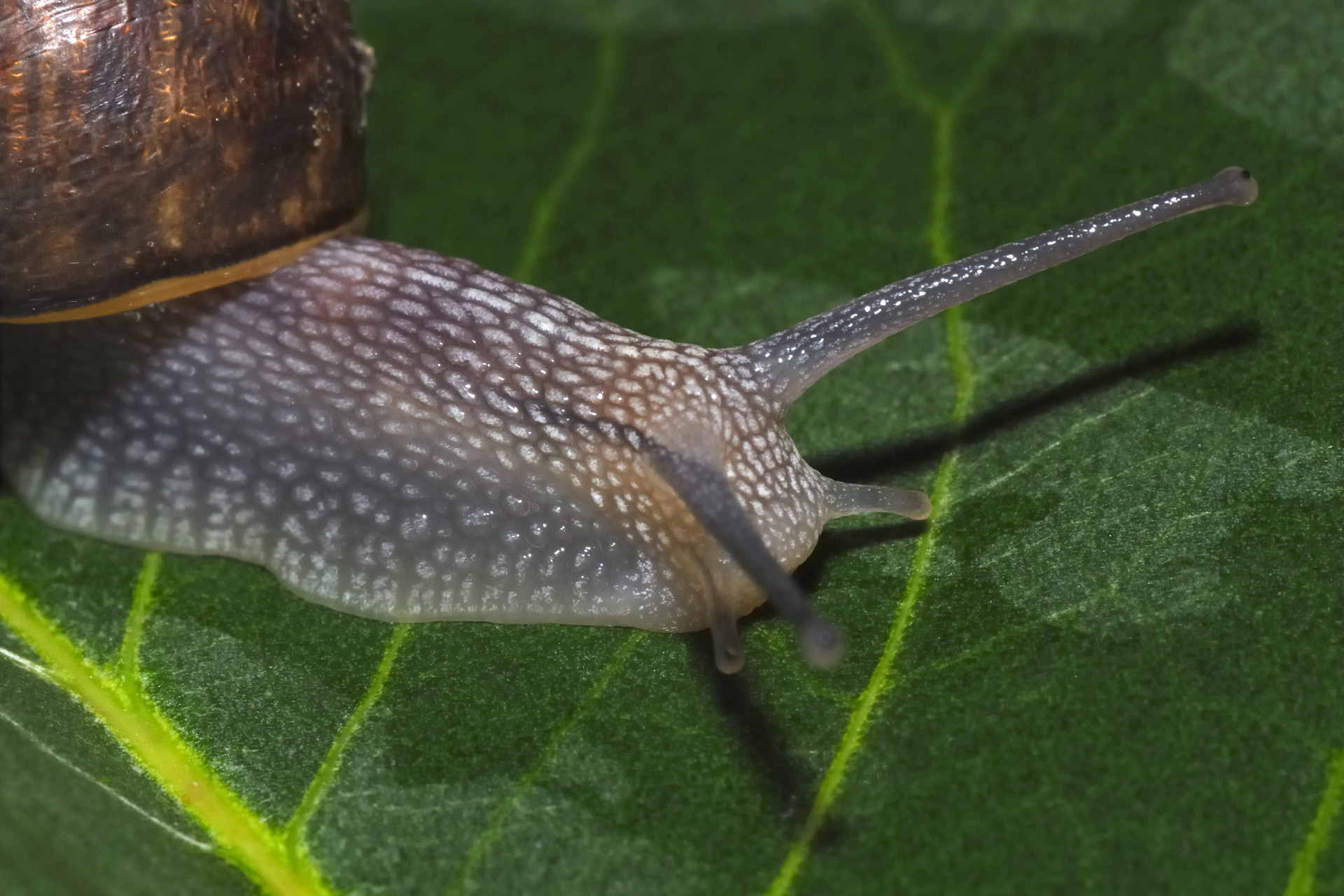 Escargot 001