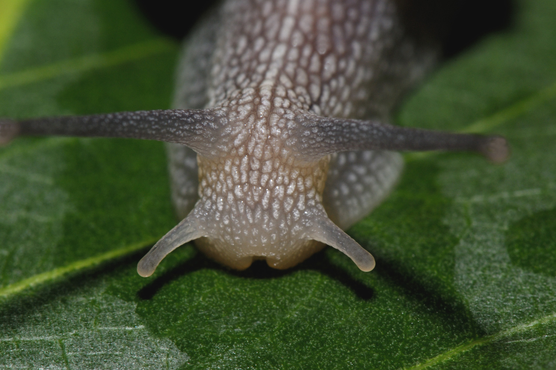 Escargot 002