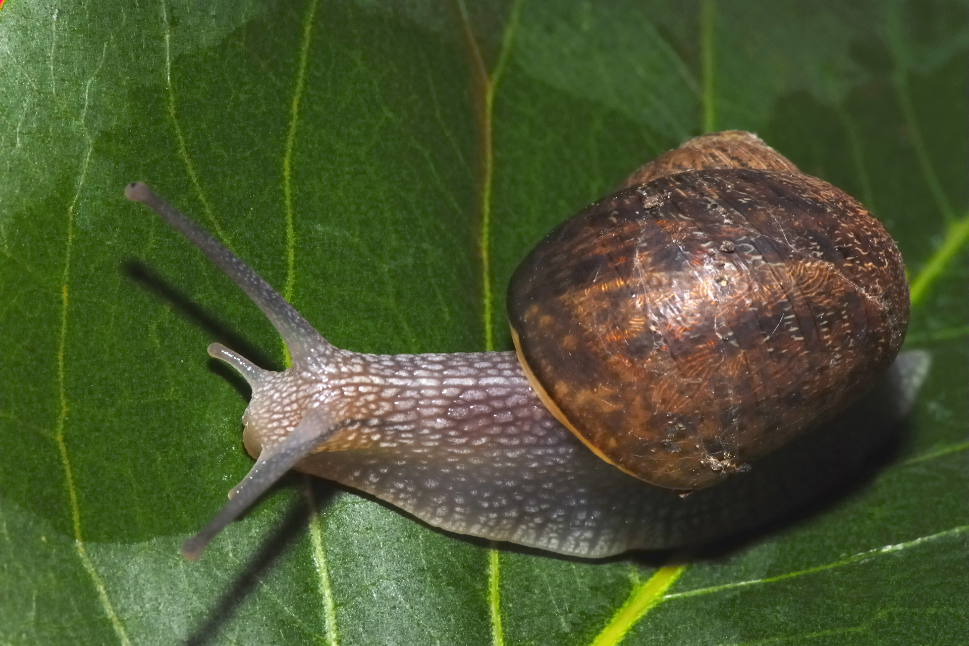 Escargot 003