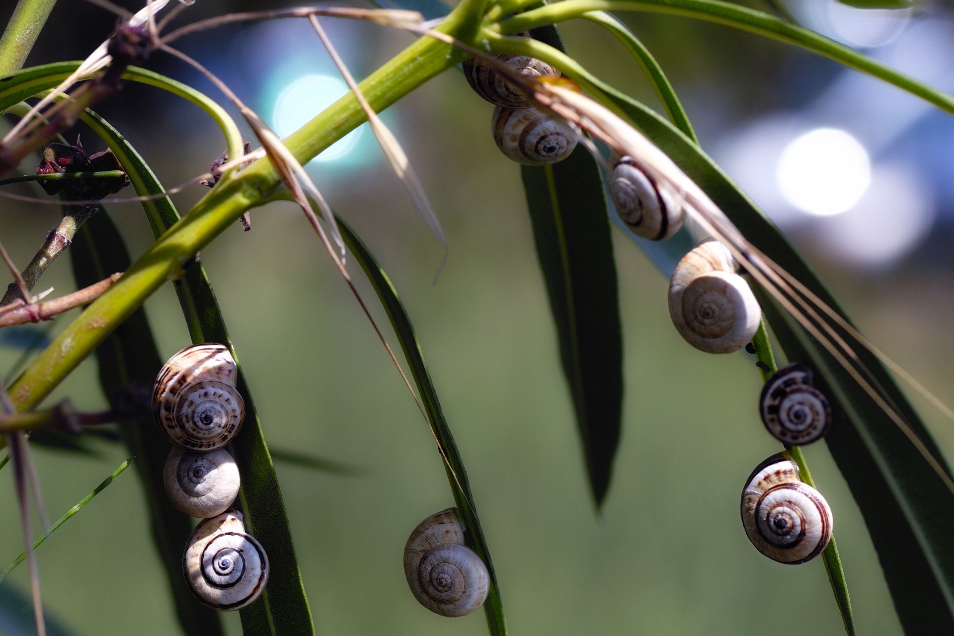 Escargot 004