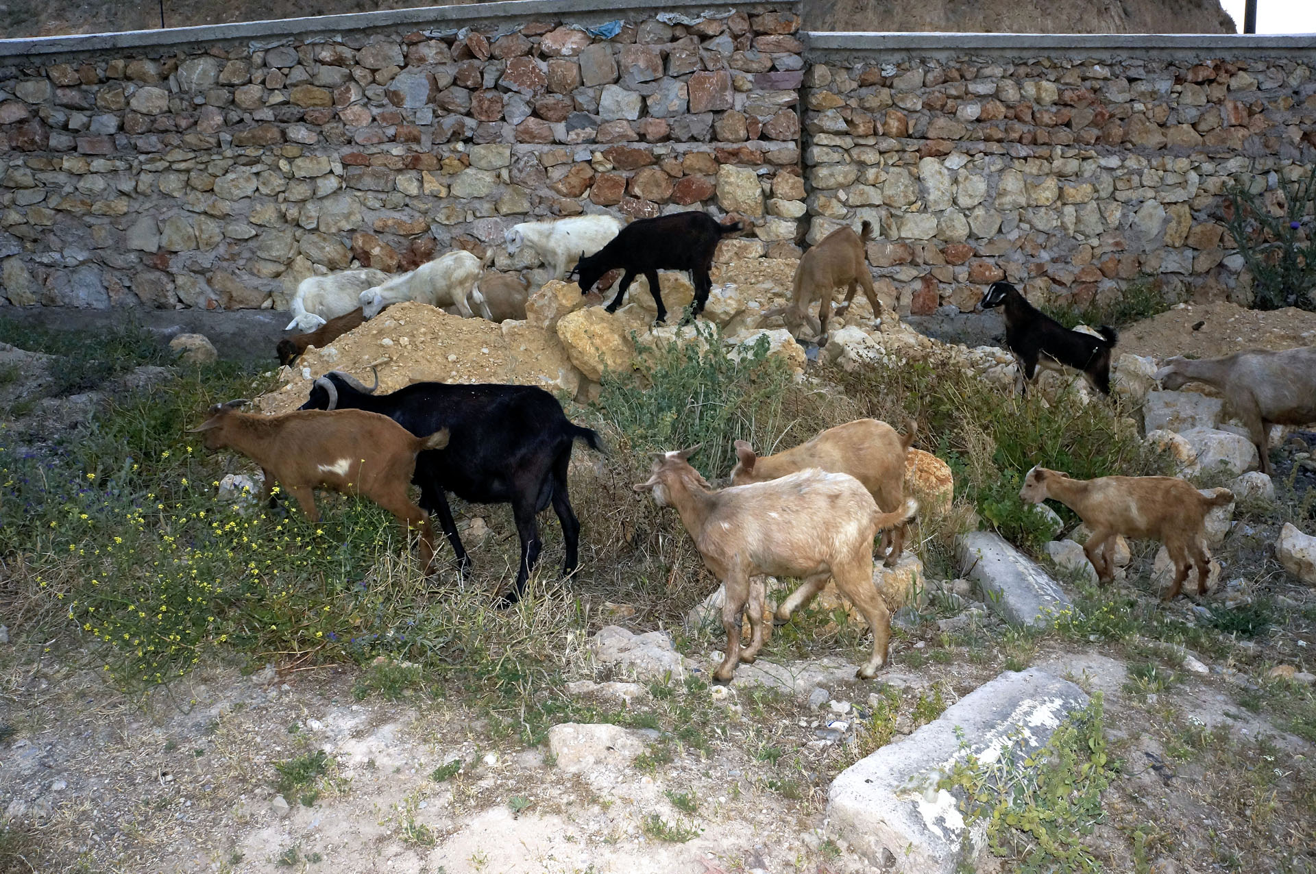 FesMerinides 010
