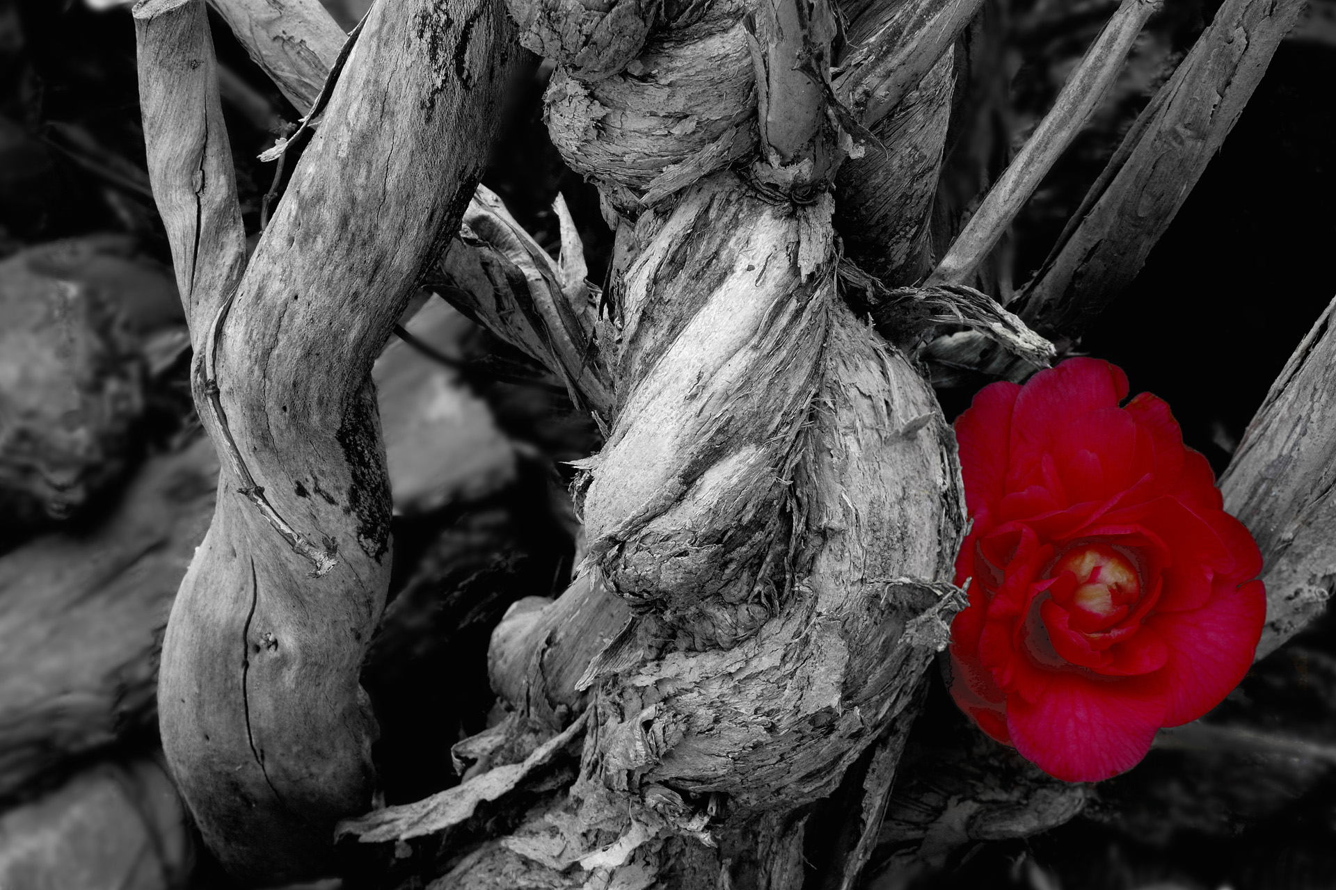 FleurNBC 001