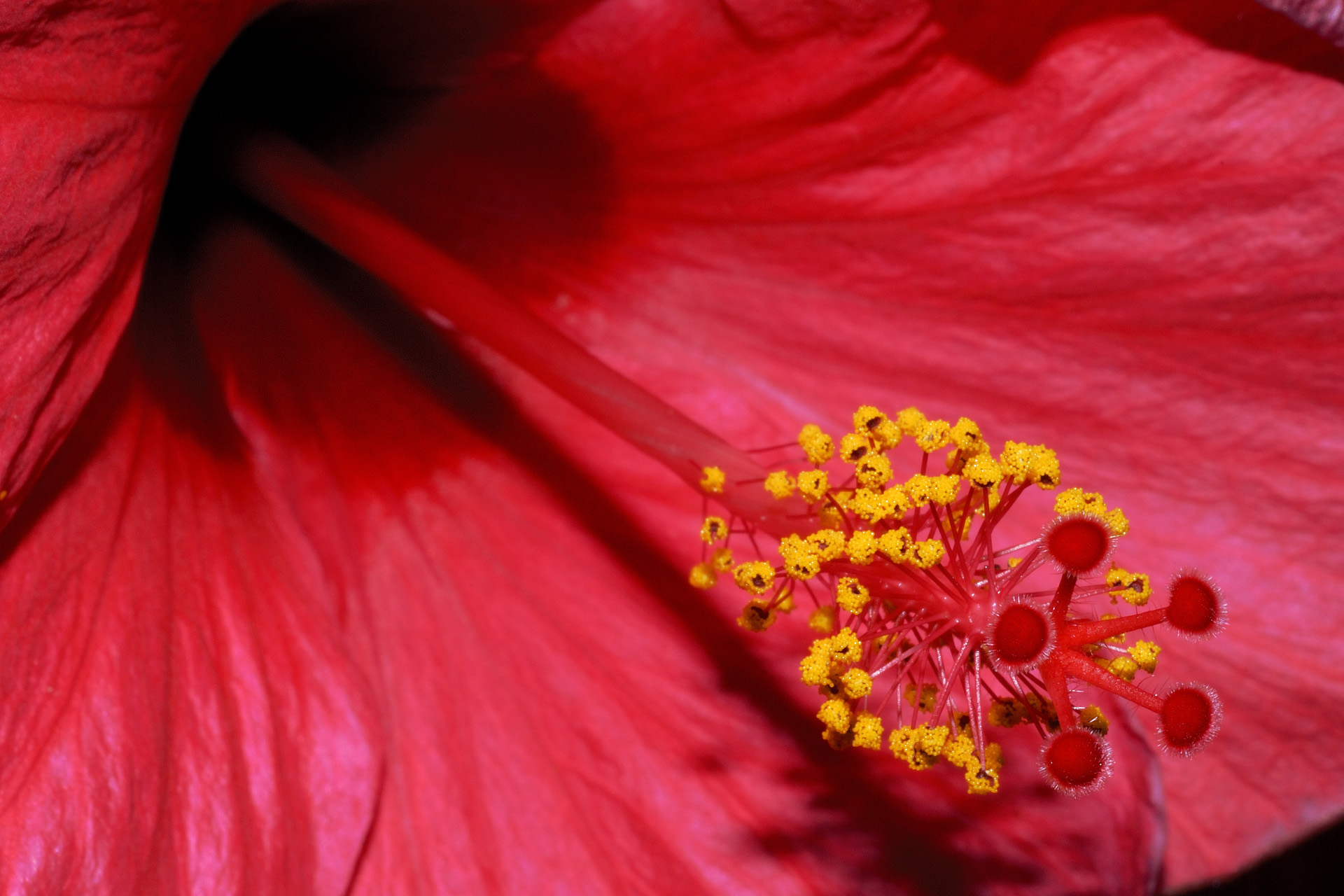 Fleur 001