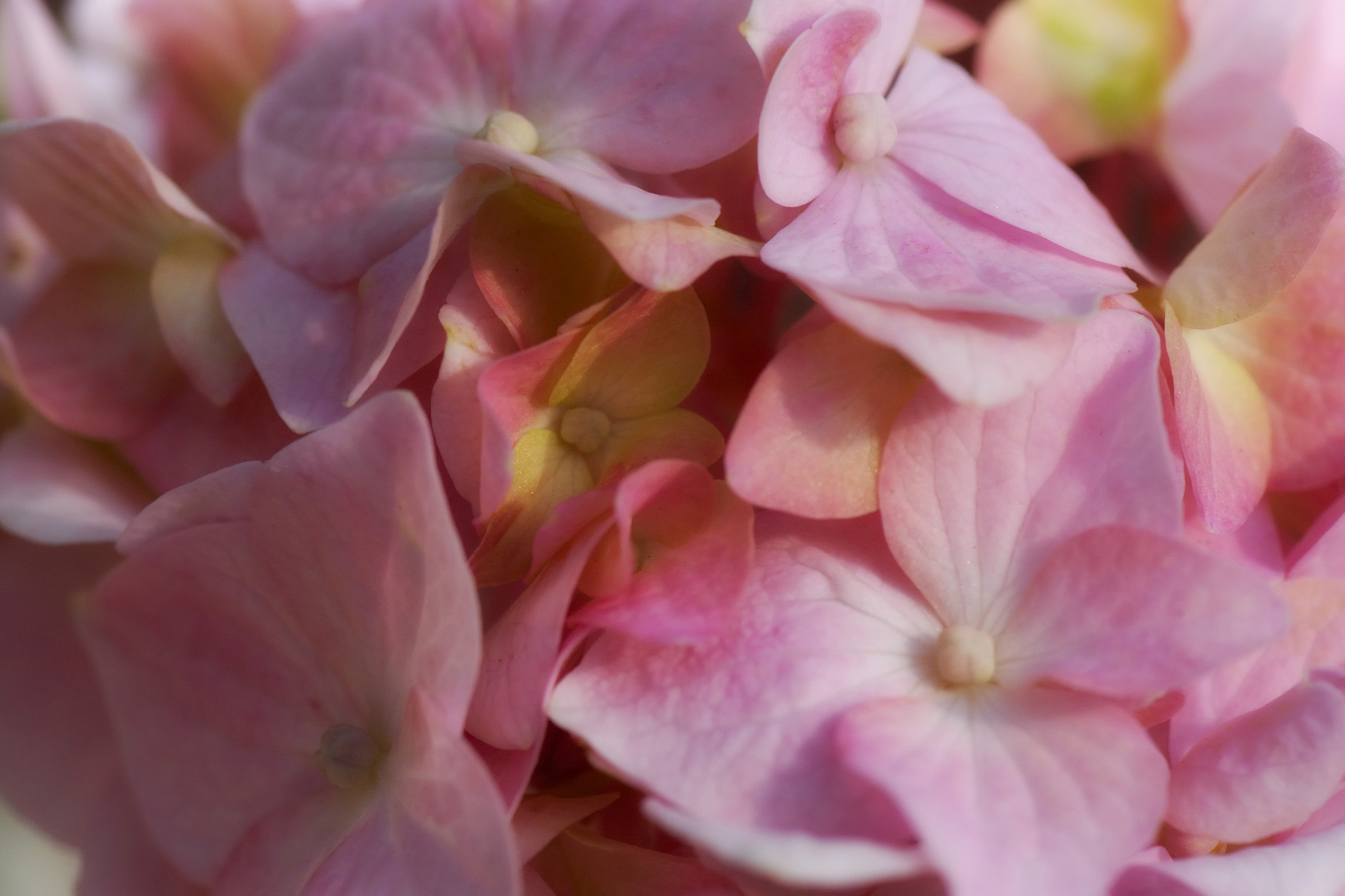 Fleur 001