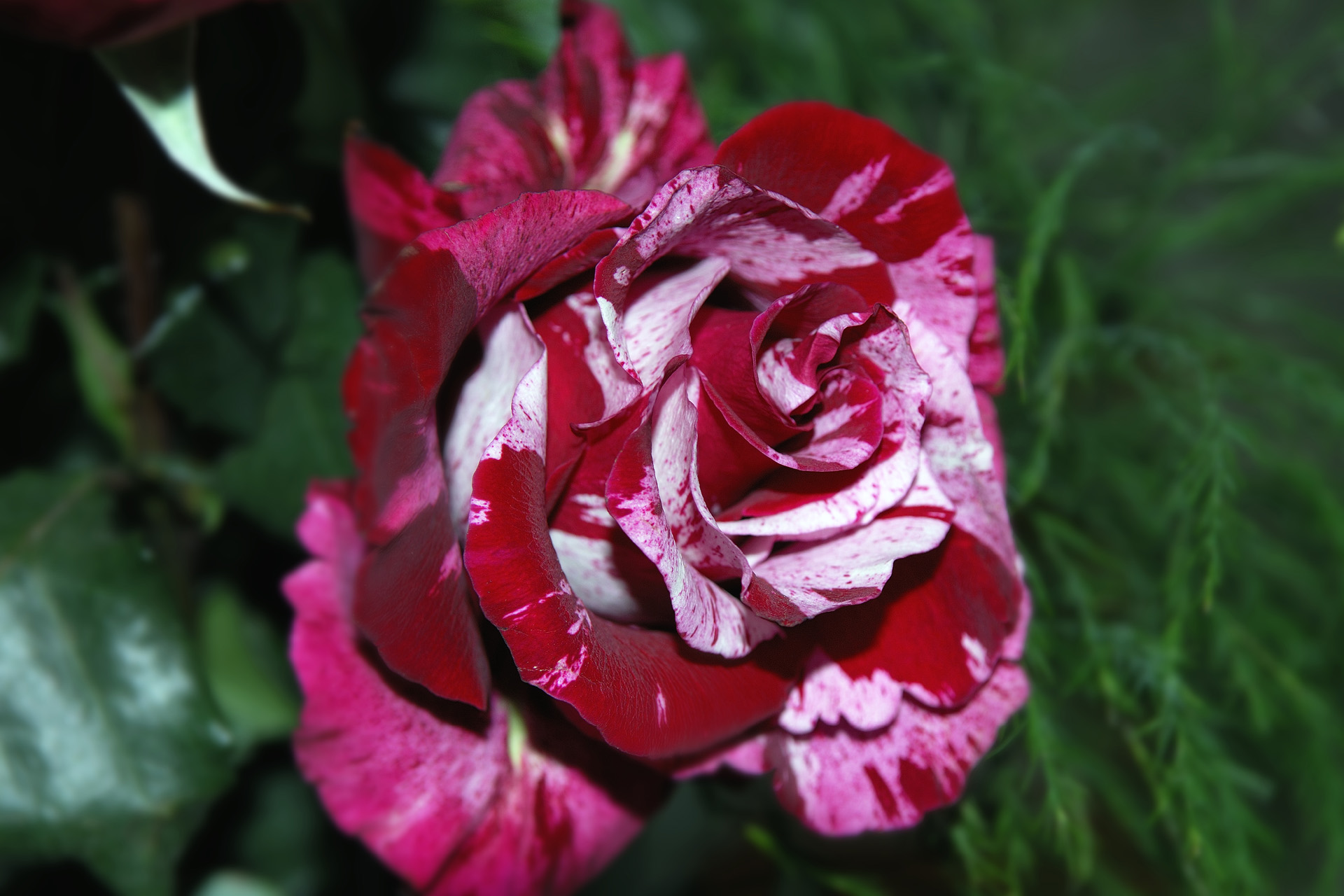 Fleur 002