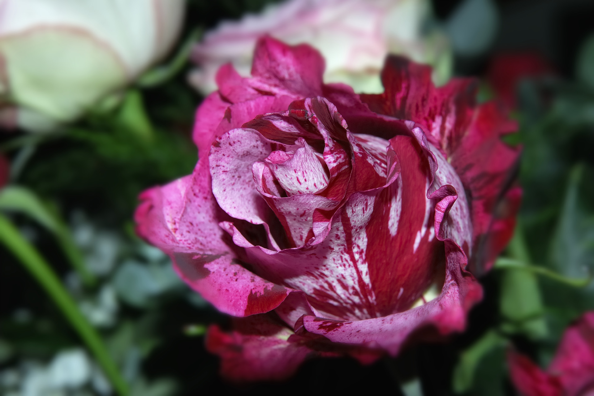 Fleur 003