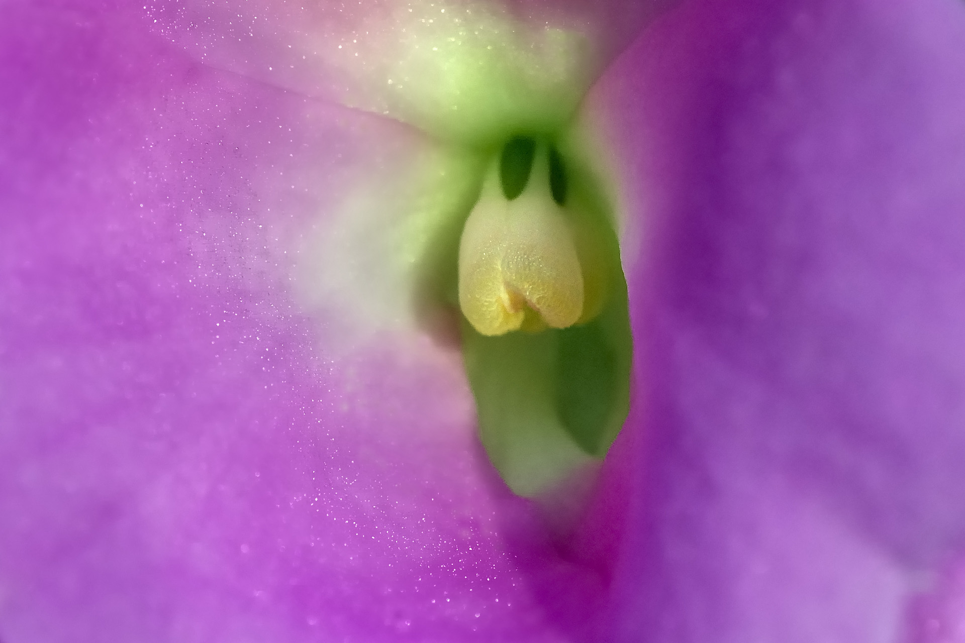 Fleur 003