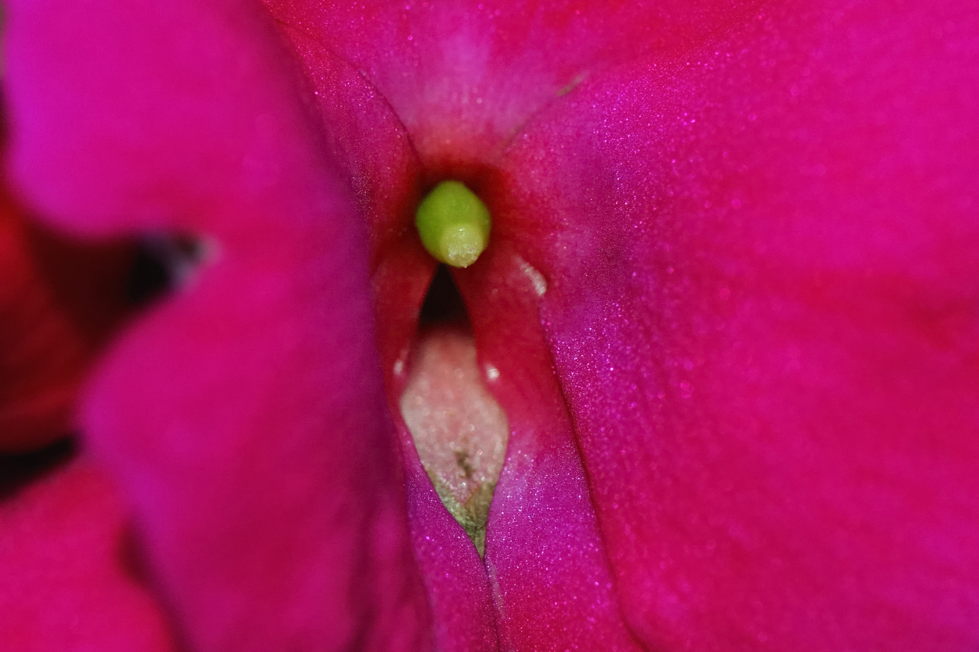 Fleur 004