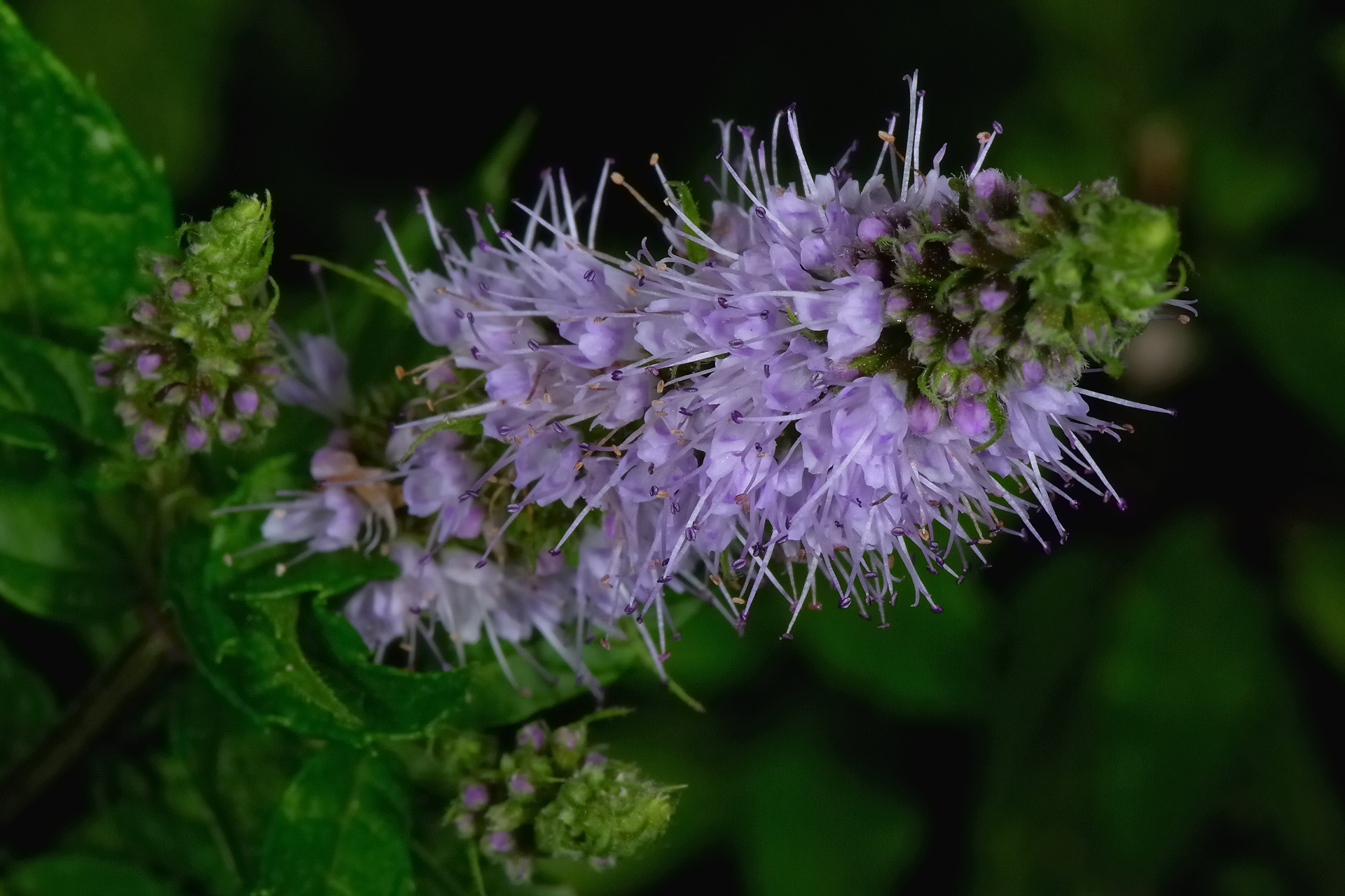 Fleur 006