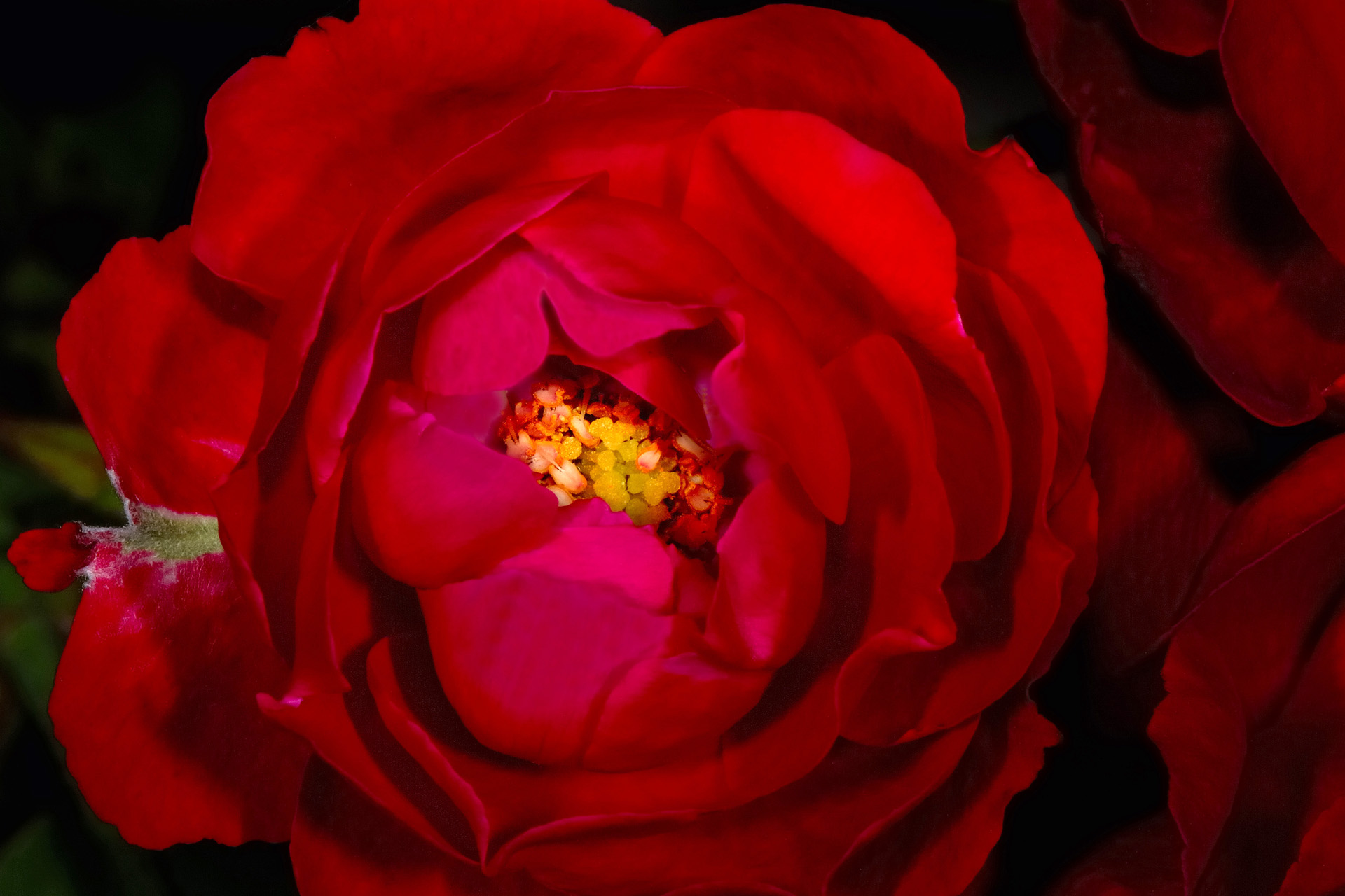 Fleur 007