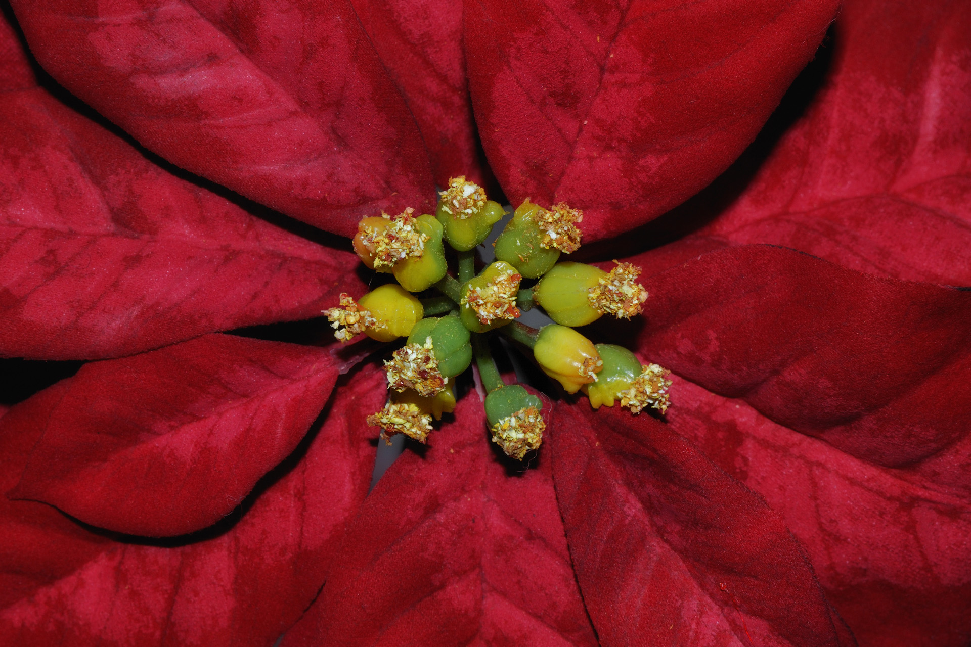 Fleur 010