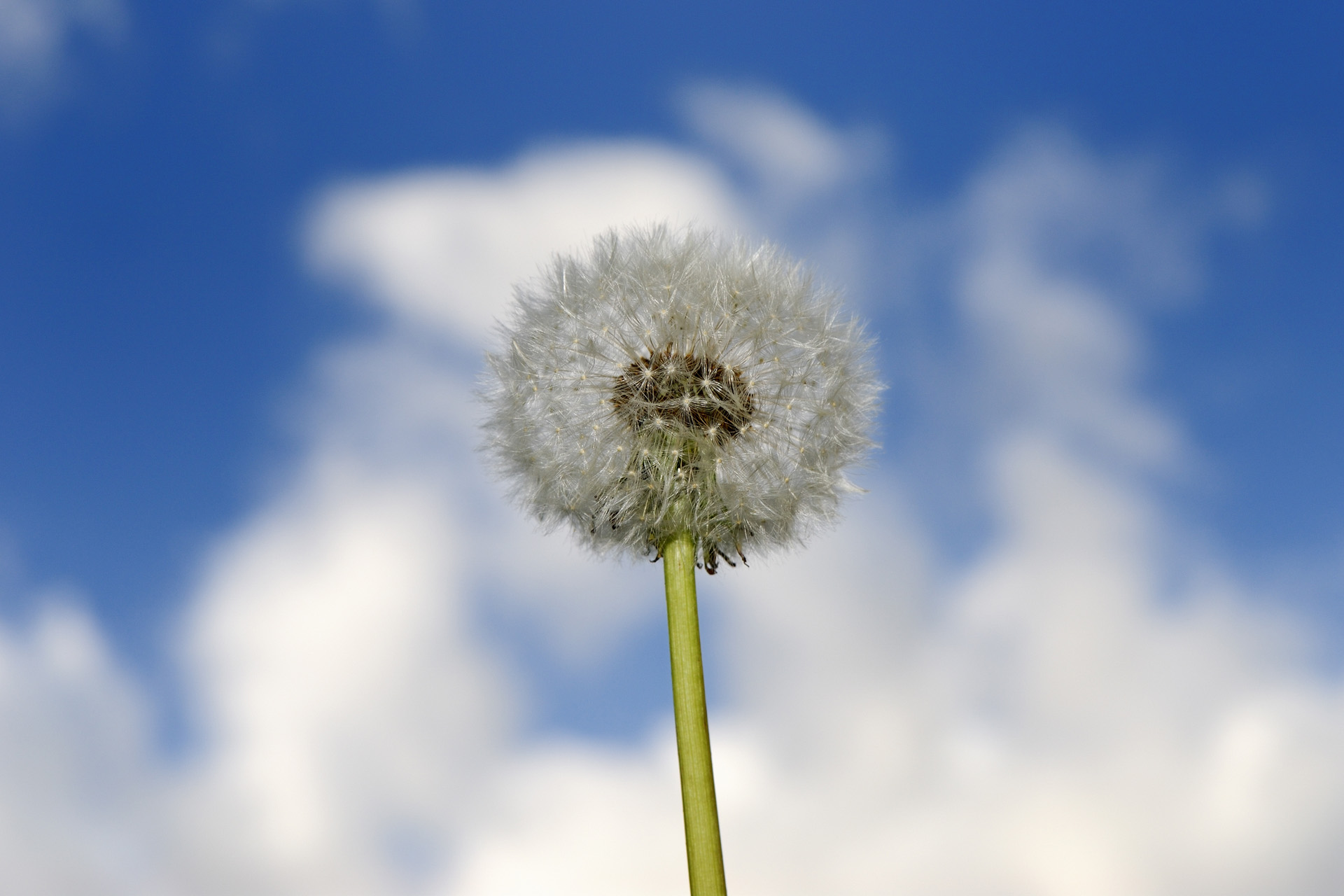Fleur 017