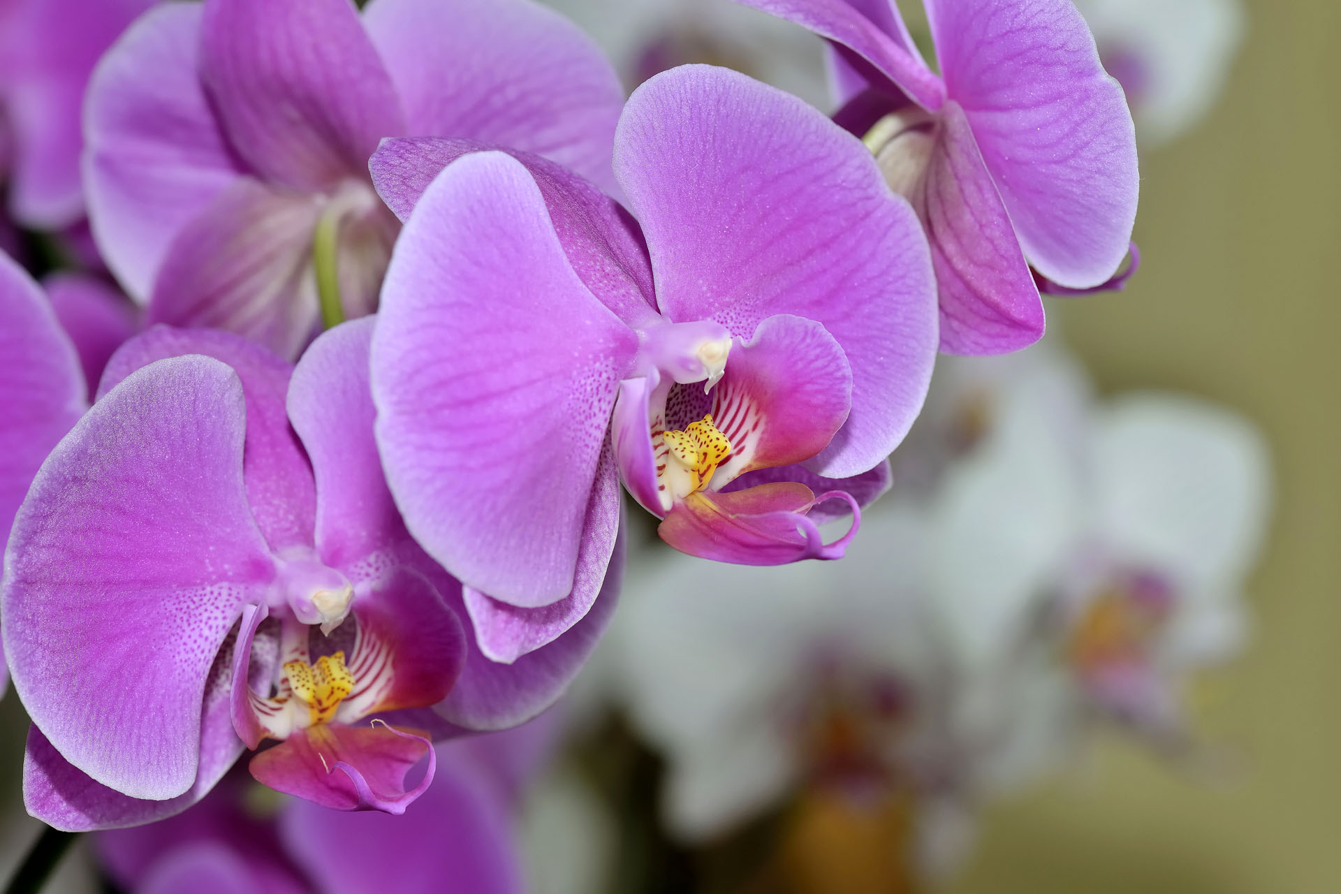 Fleur 018