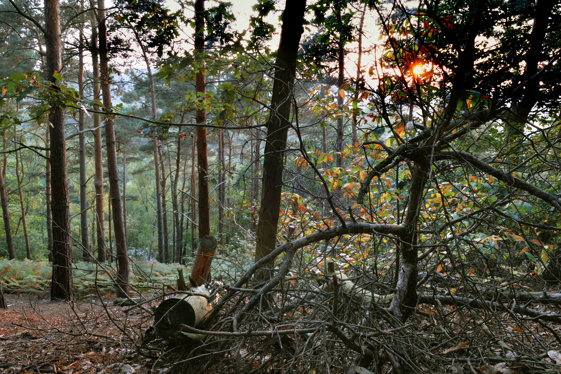 ForetPlaisir 001