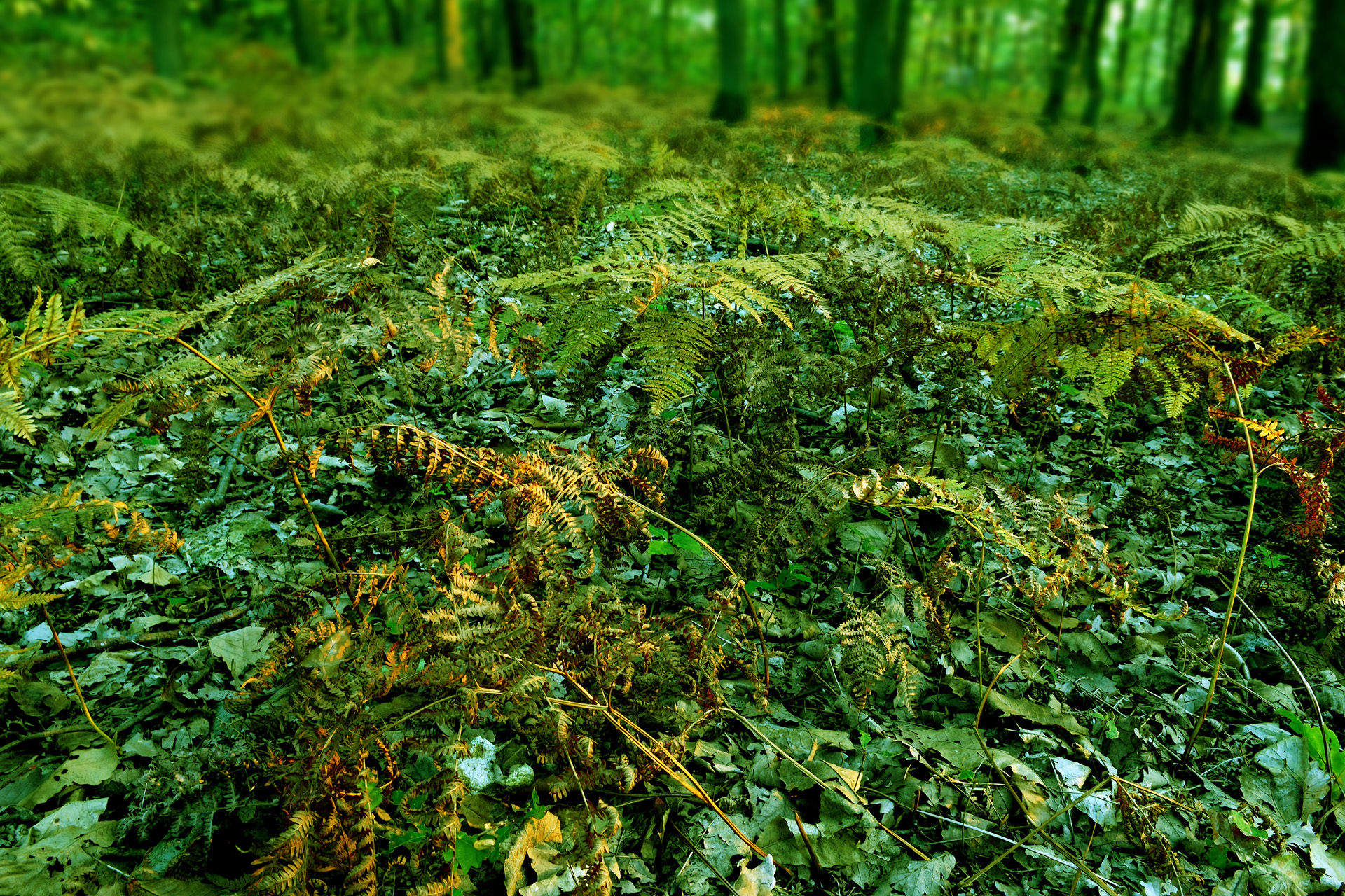 ForetPlaisir 002