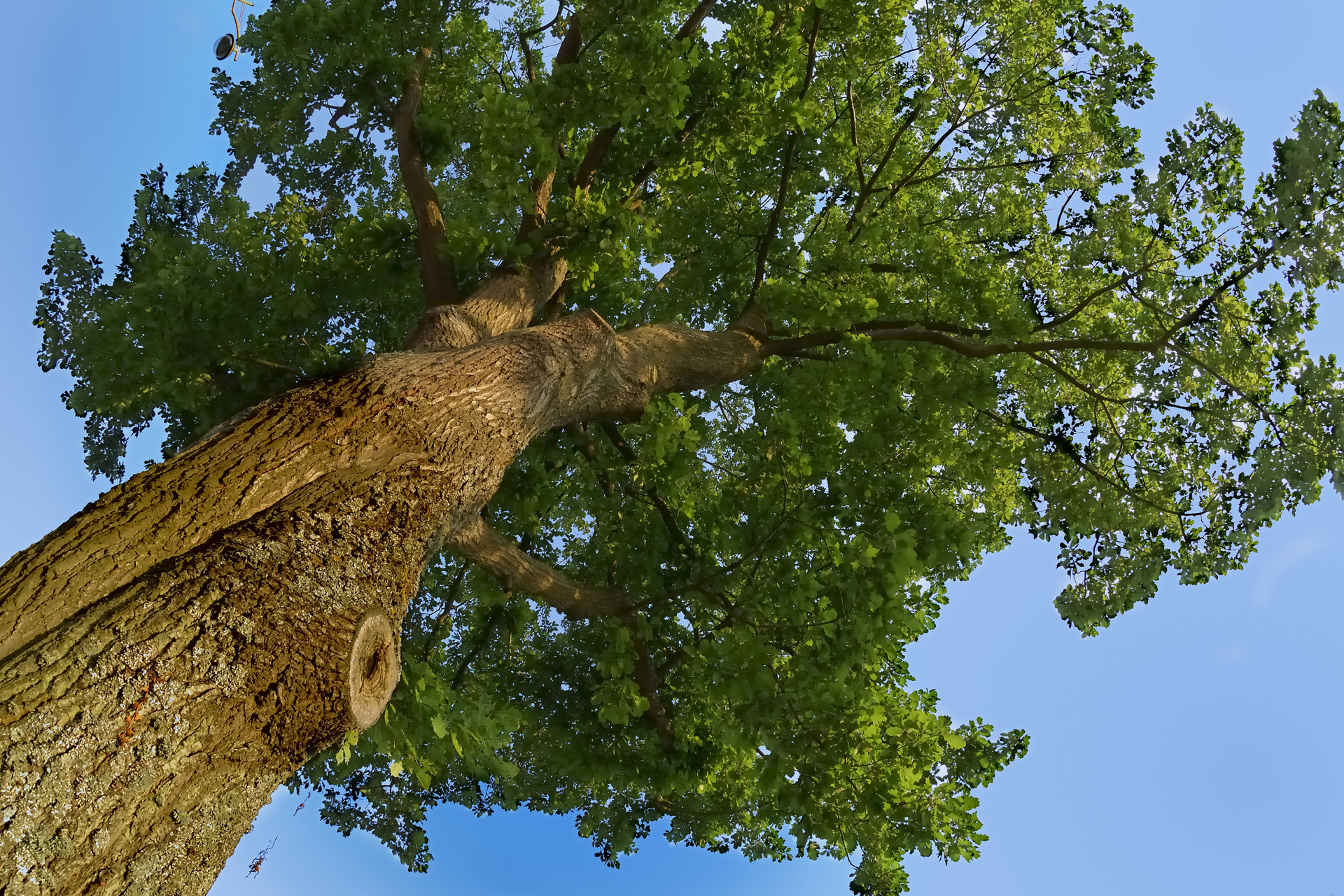 ForetPlaisir 003