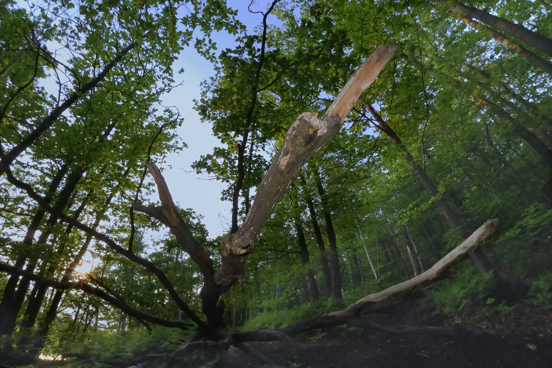 ForetPlaisir 004