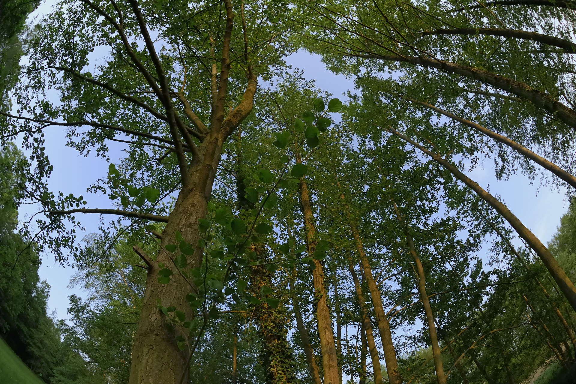 ForetPlaisir 005