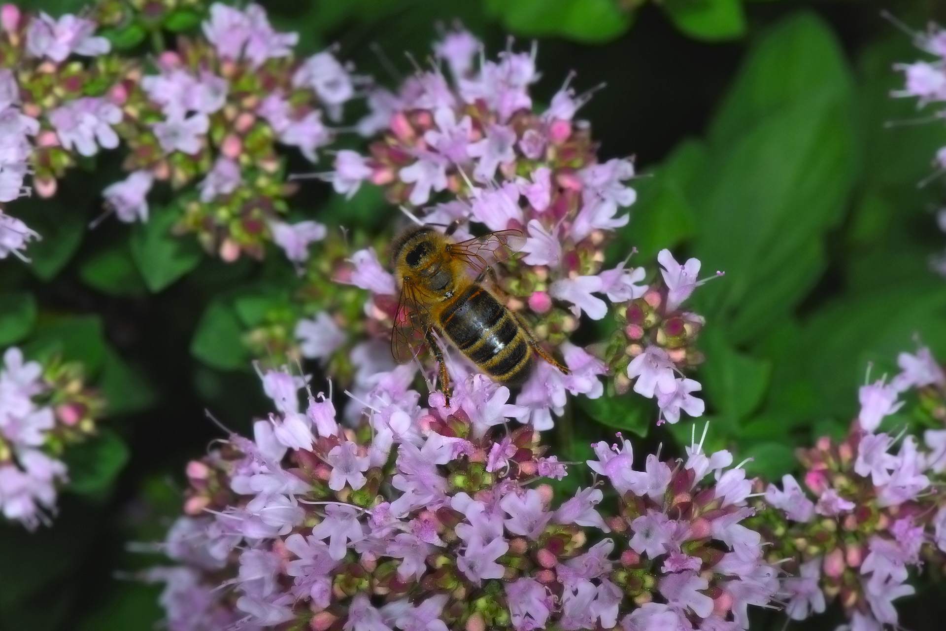 Insecte 001