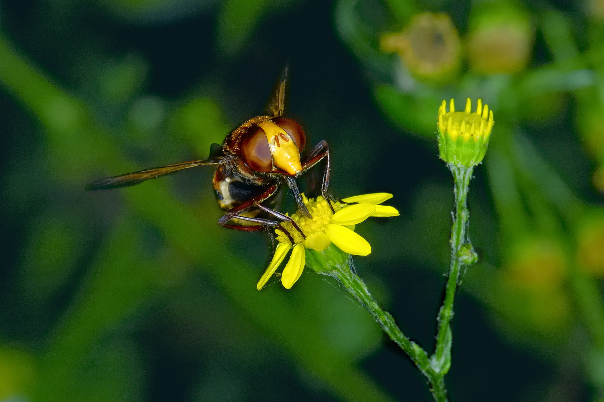 Insecte 003