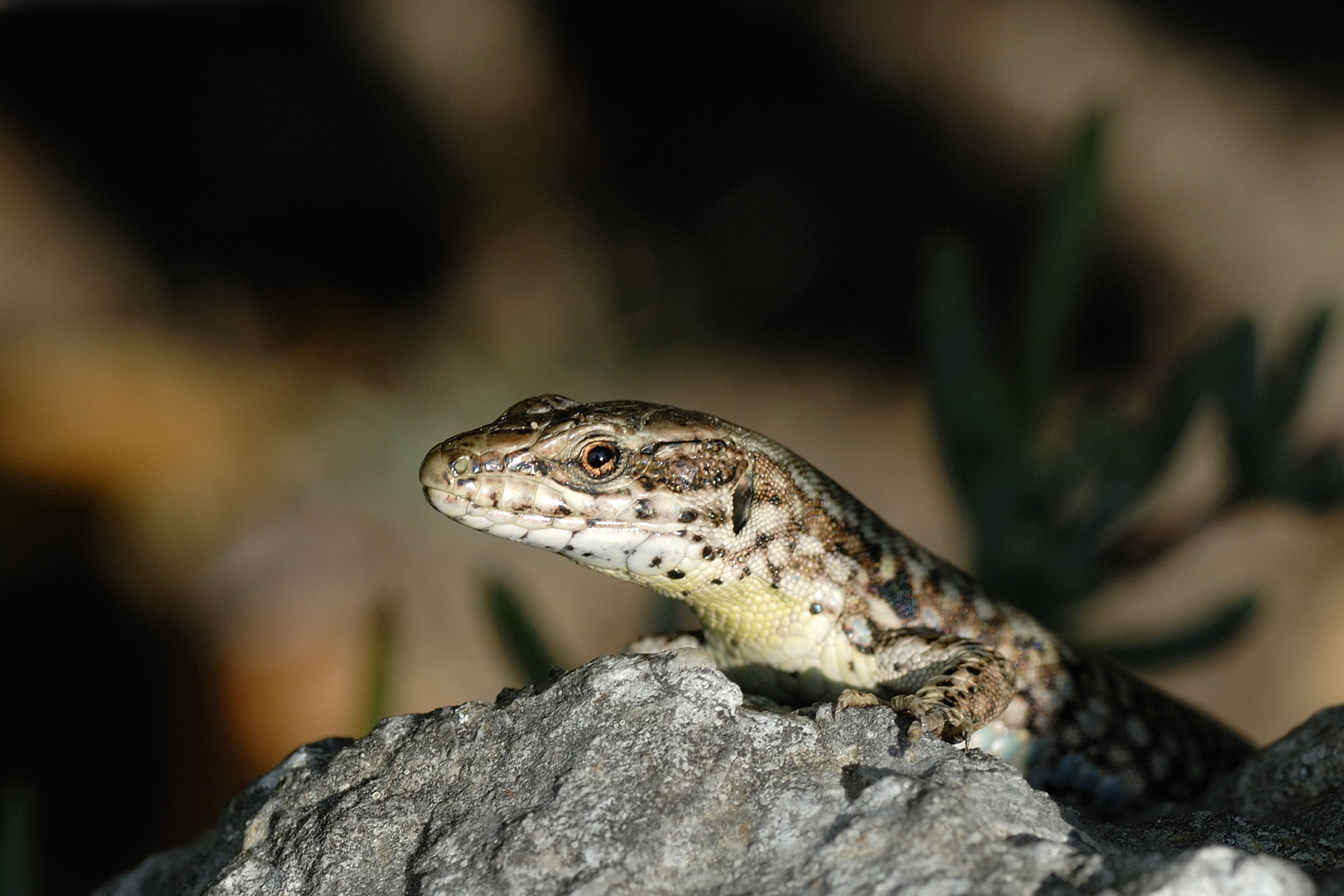Lezard 001