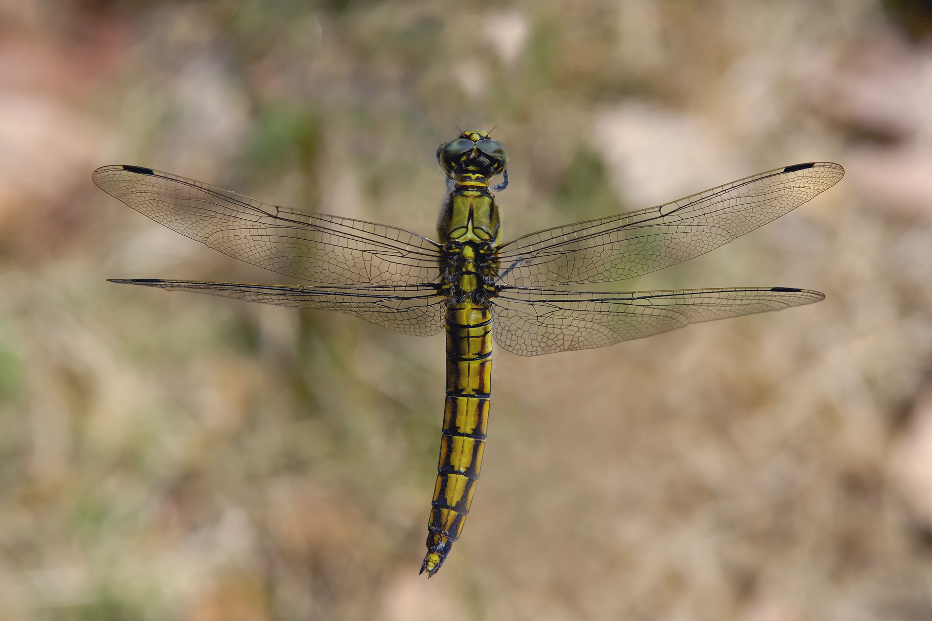 Libellule 001