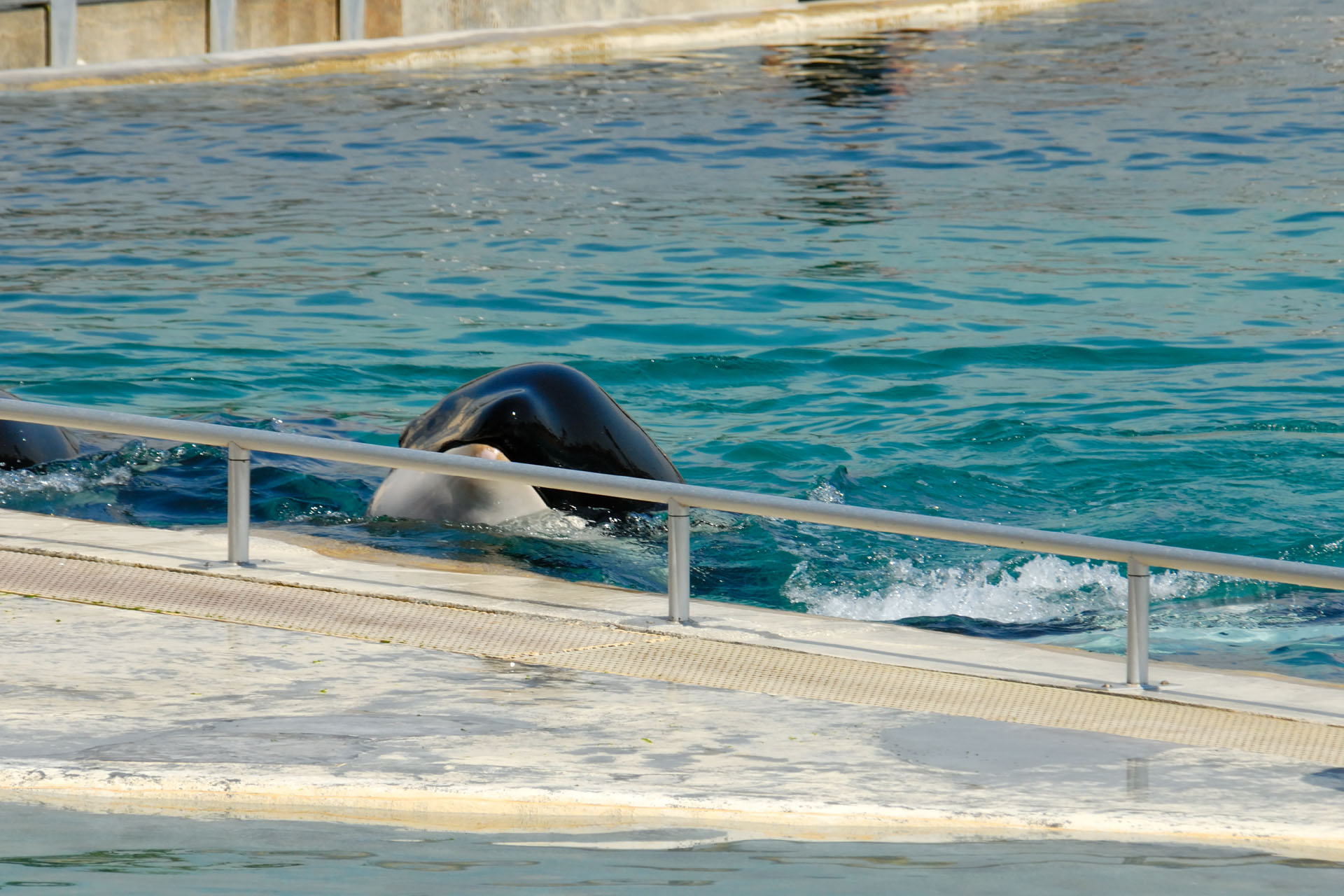 Marineland2006 001