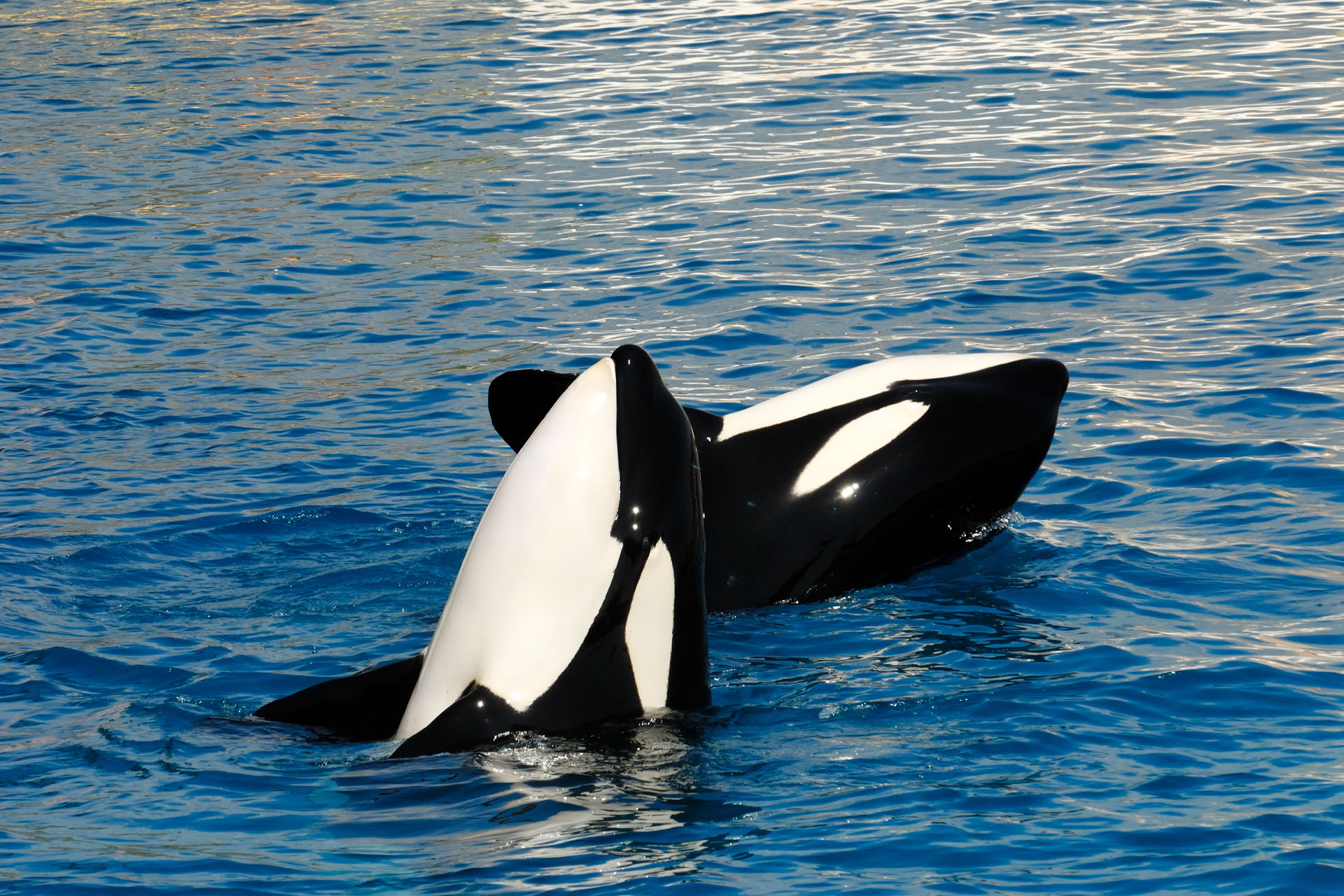 Marineland2006 003