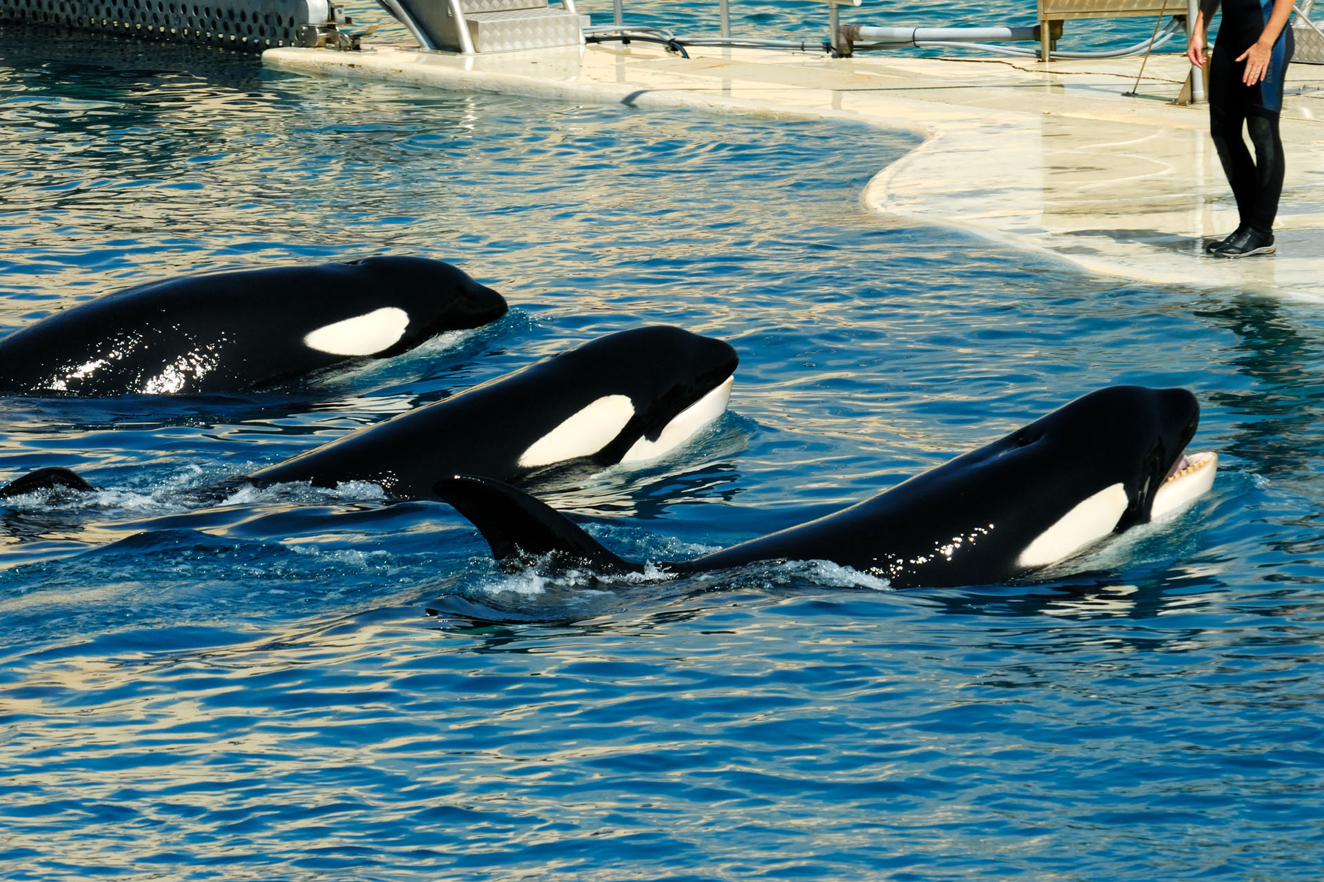 Marineland2006 005