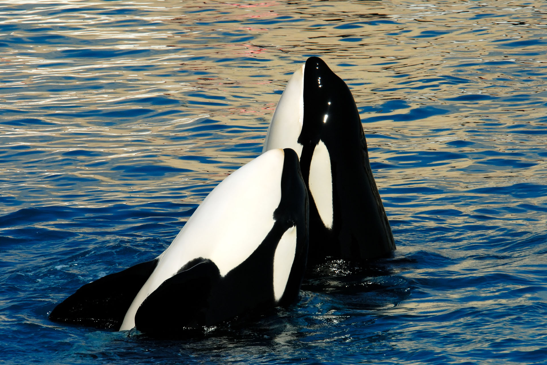 Marineland2006 006