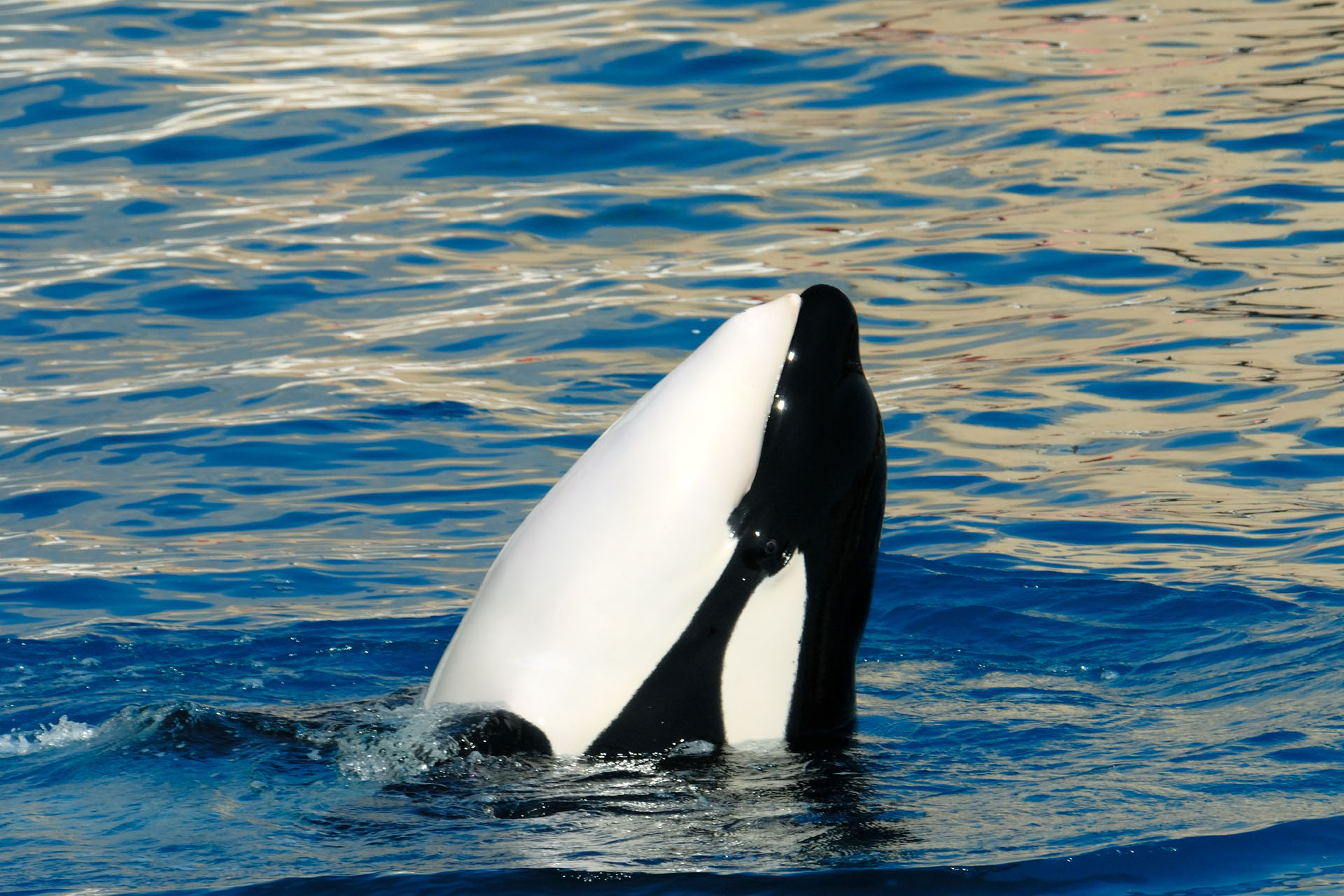 Marineland2006 009