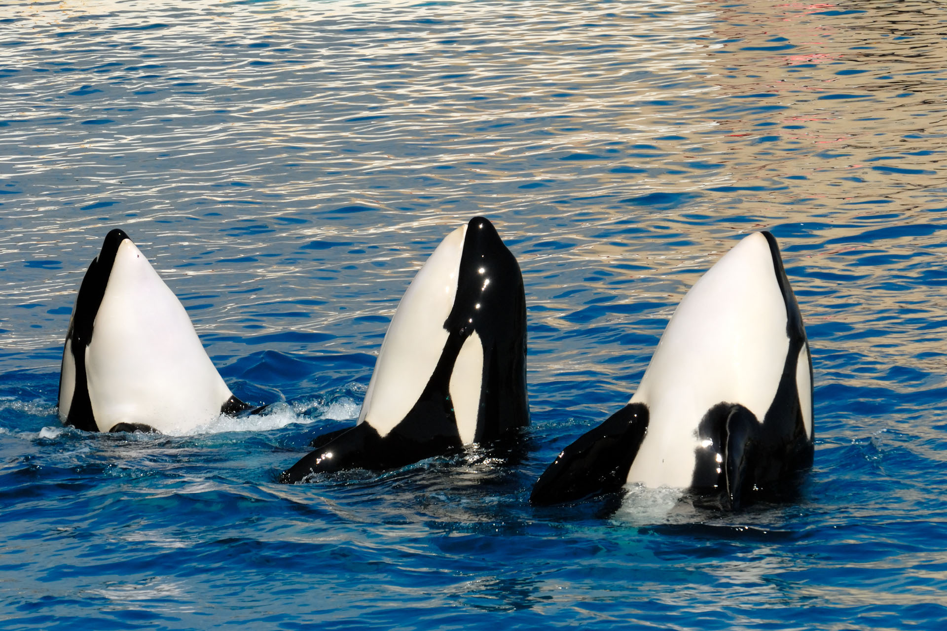 Marineland2006 010