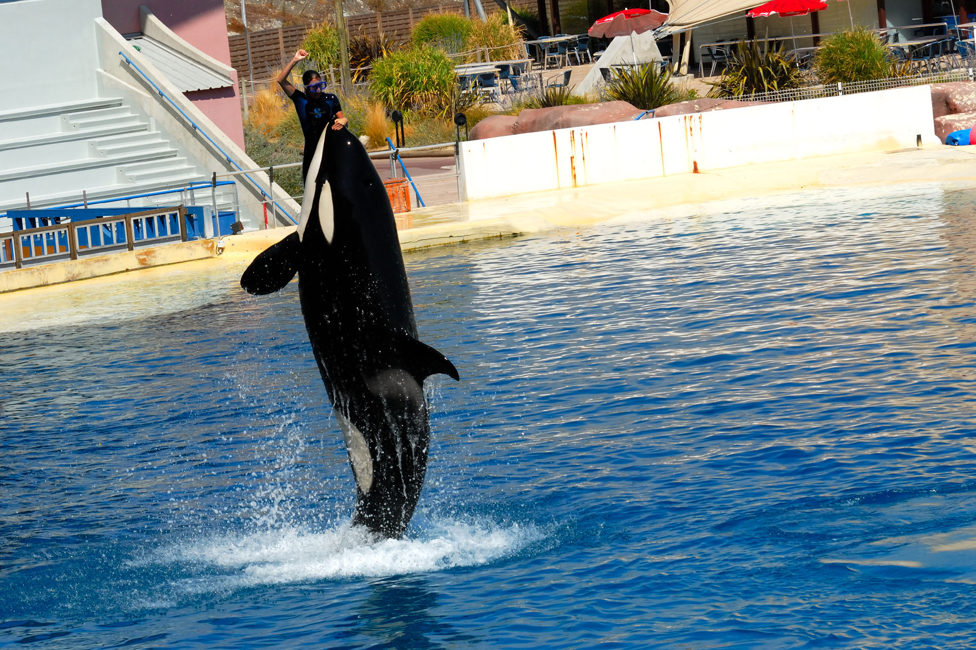 Marineland2006 019