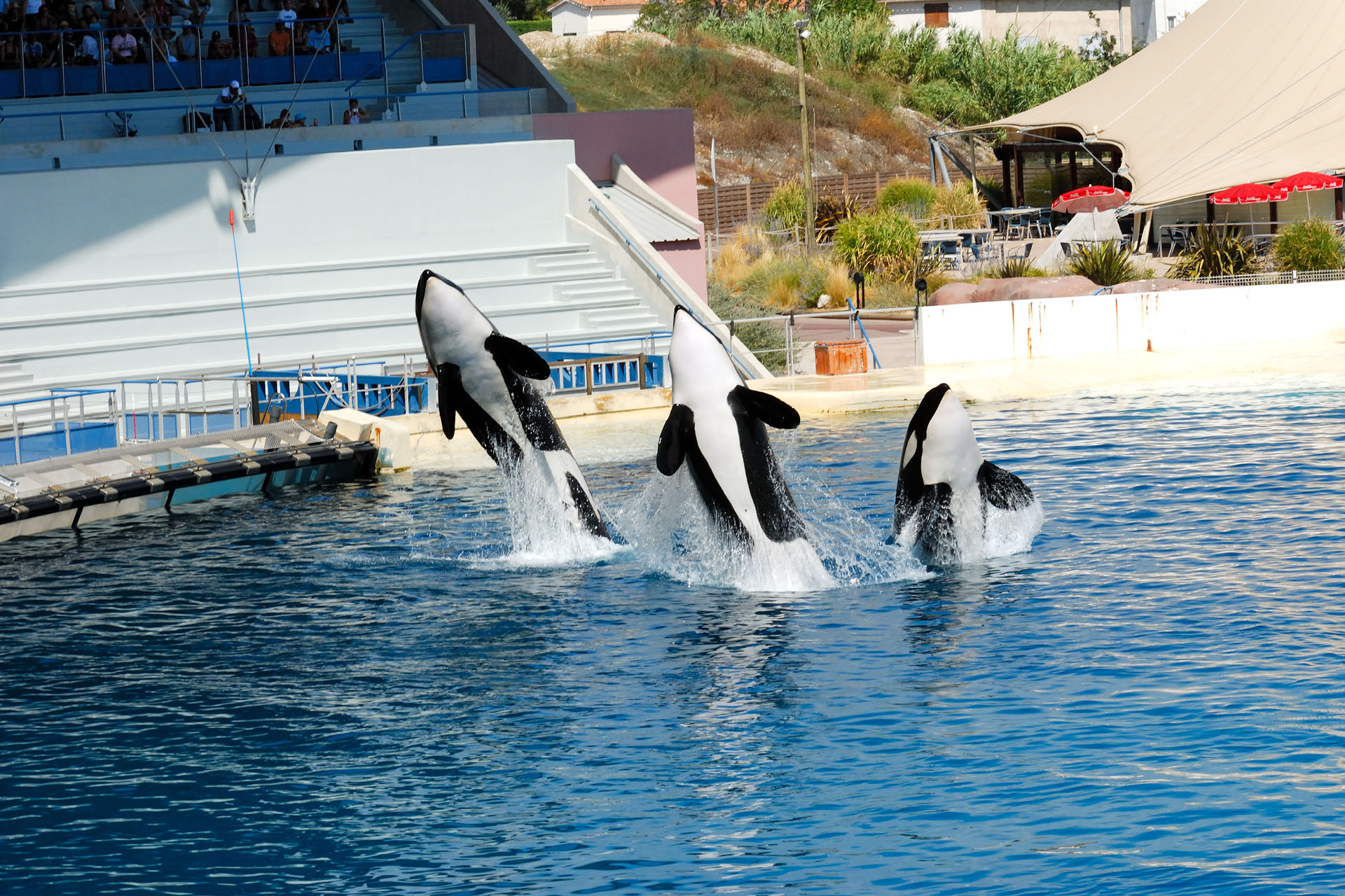 Marineland2006 020