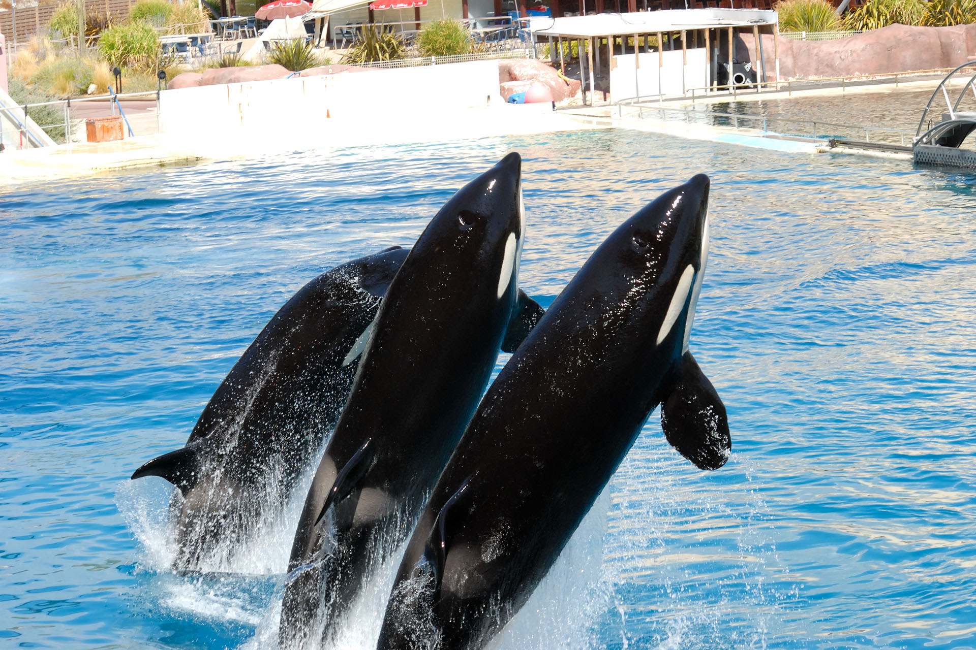 Marineland2006 021