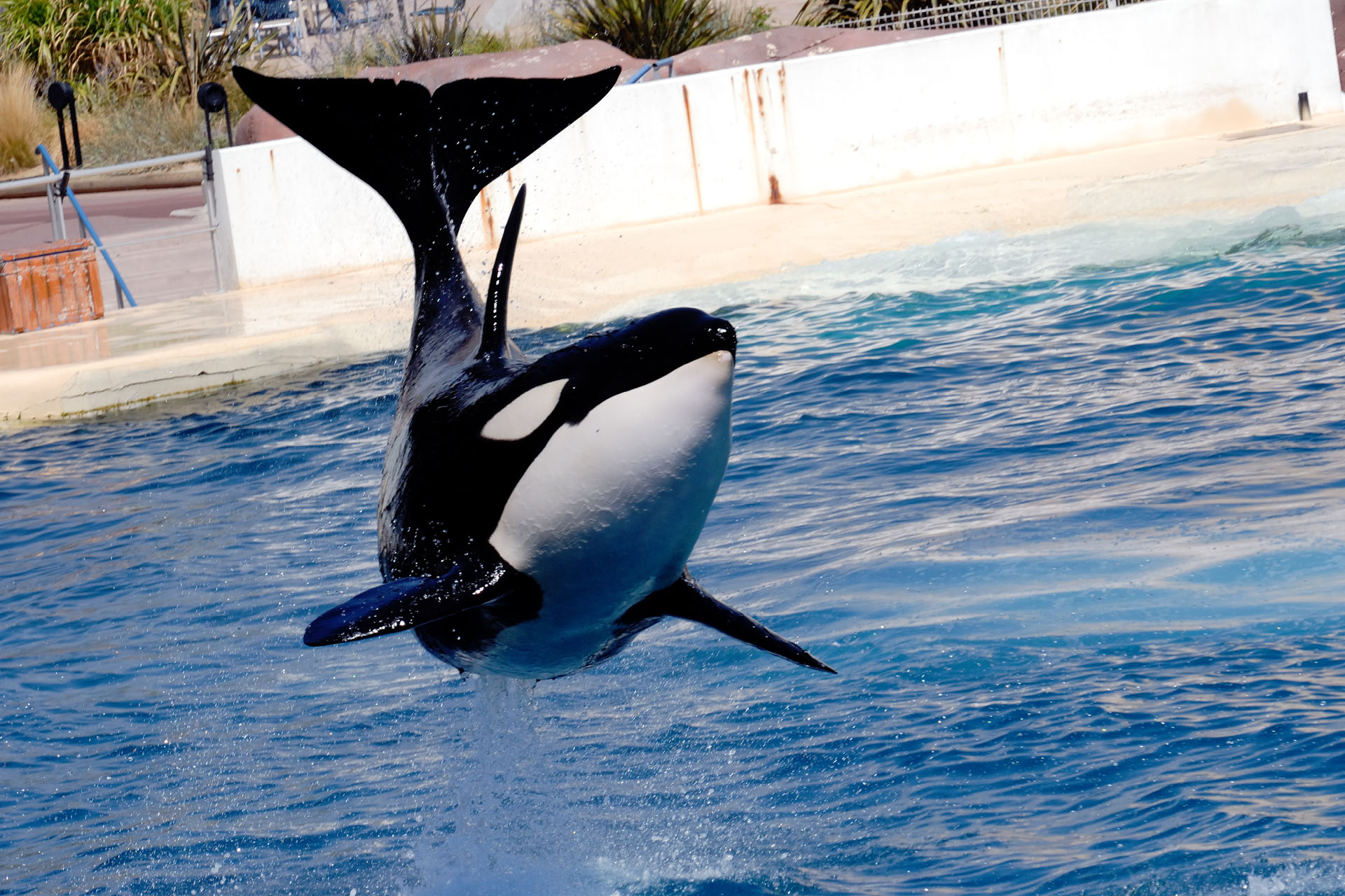 Marineland2006 023