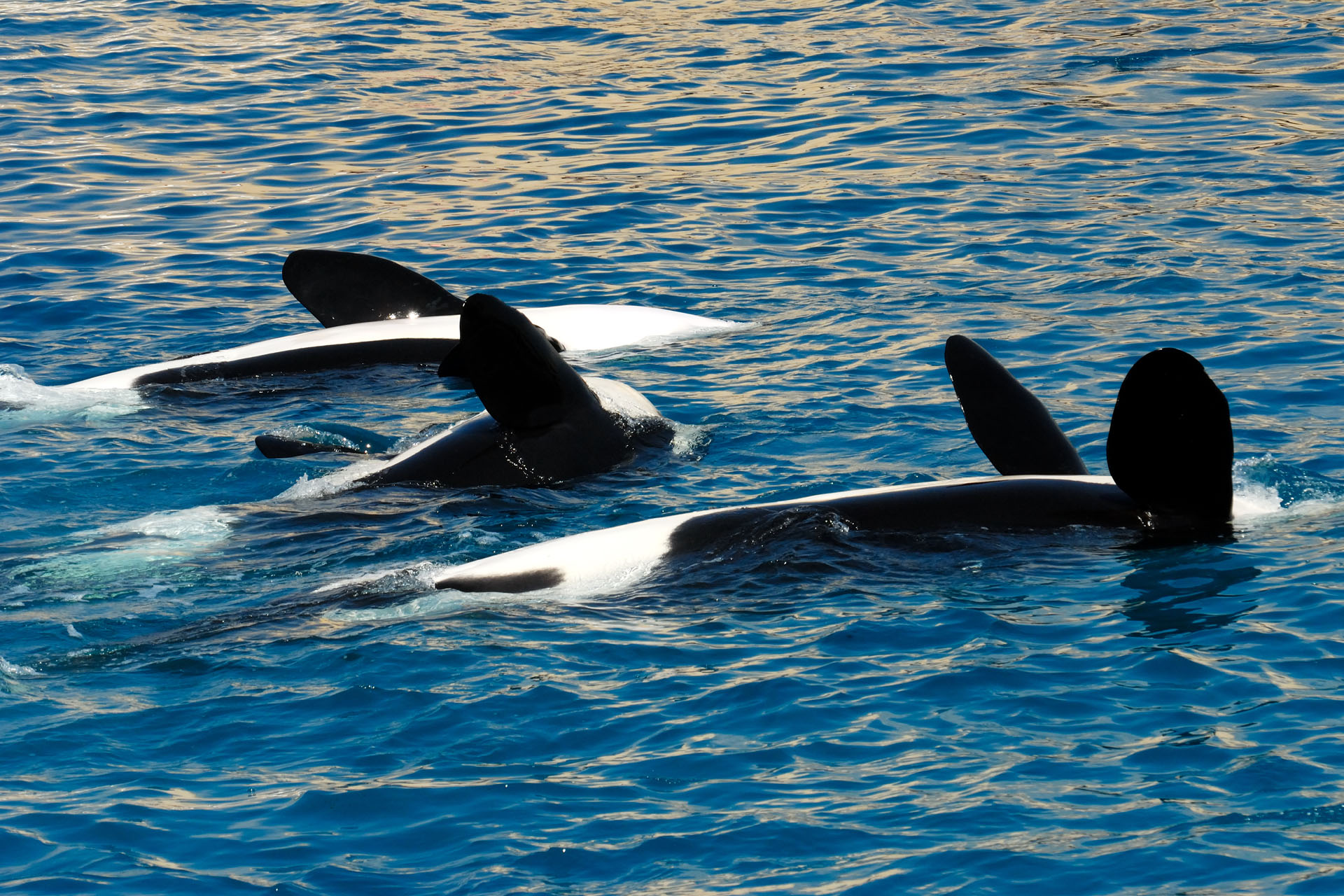 Marineland2006 027