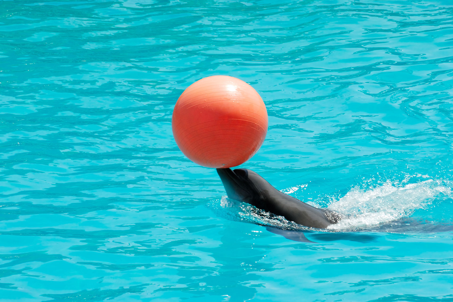 Marineland2006 035
