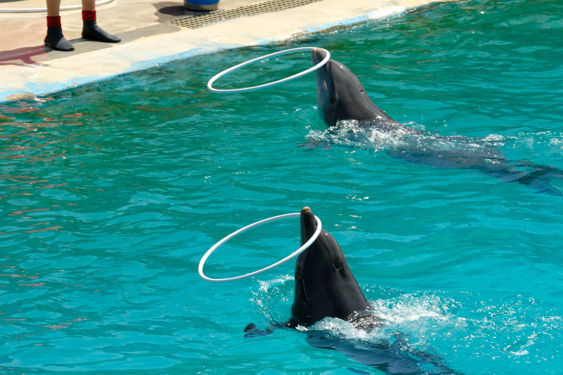 Marineland2006 036