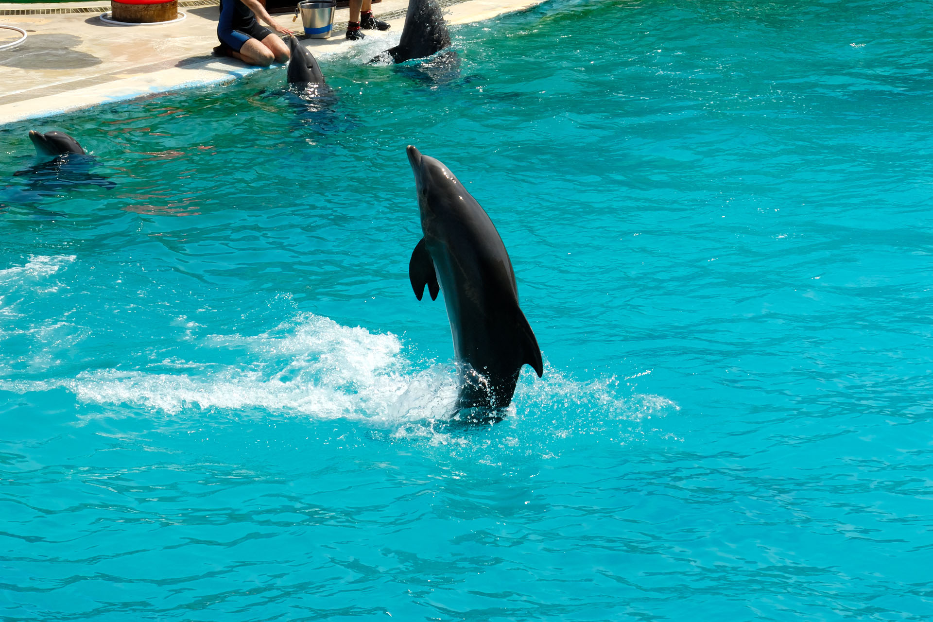 Marineland2006 042